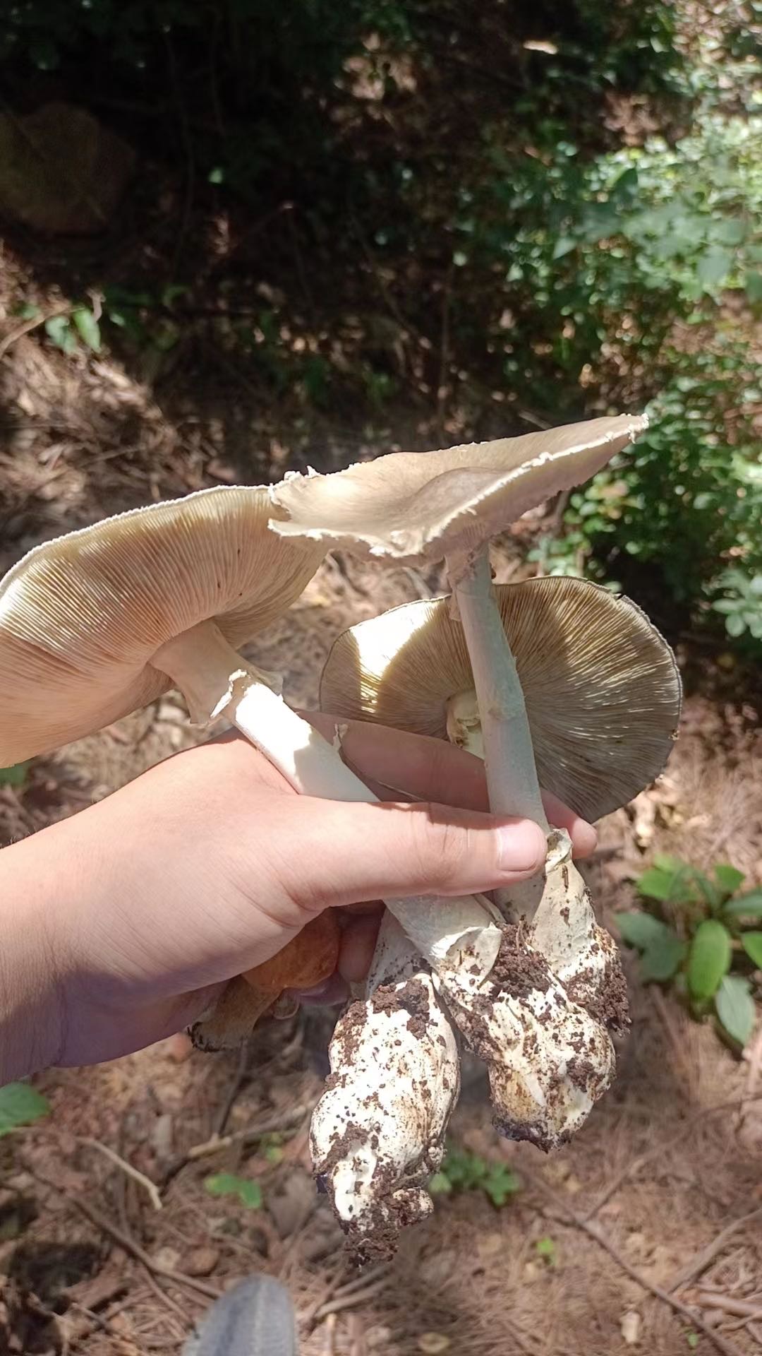 草鸡㙡