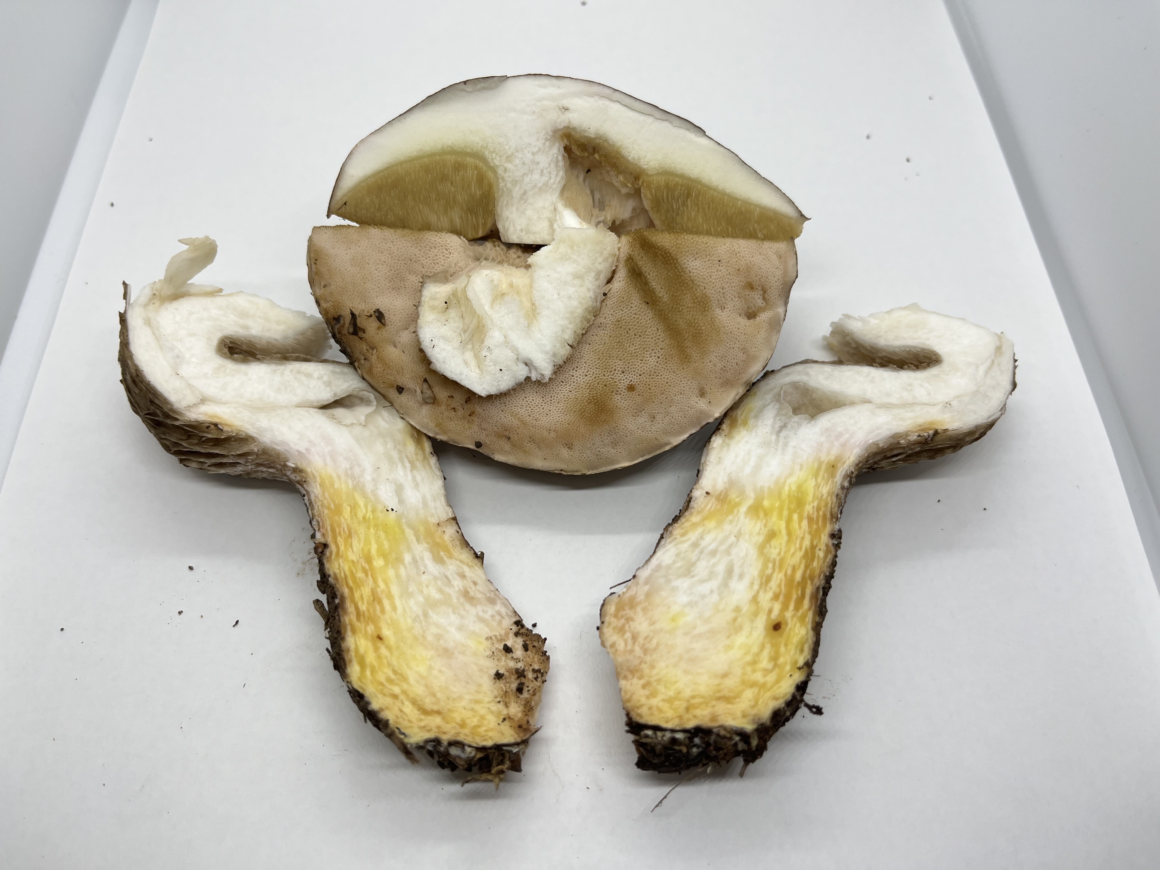 假南方牛肝菌
