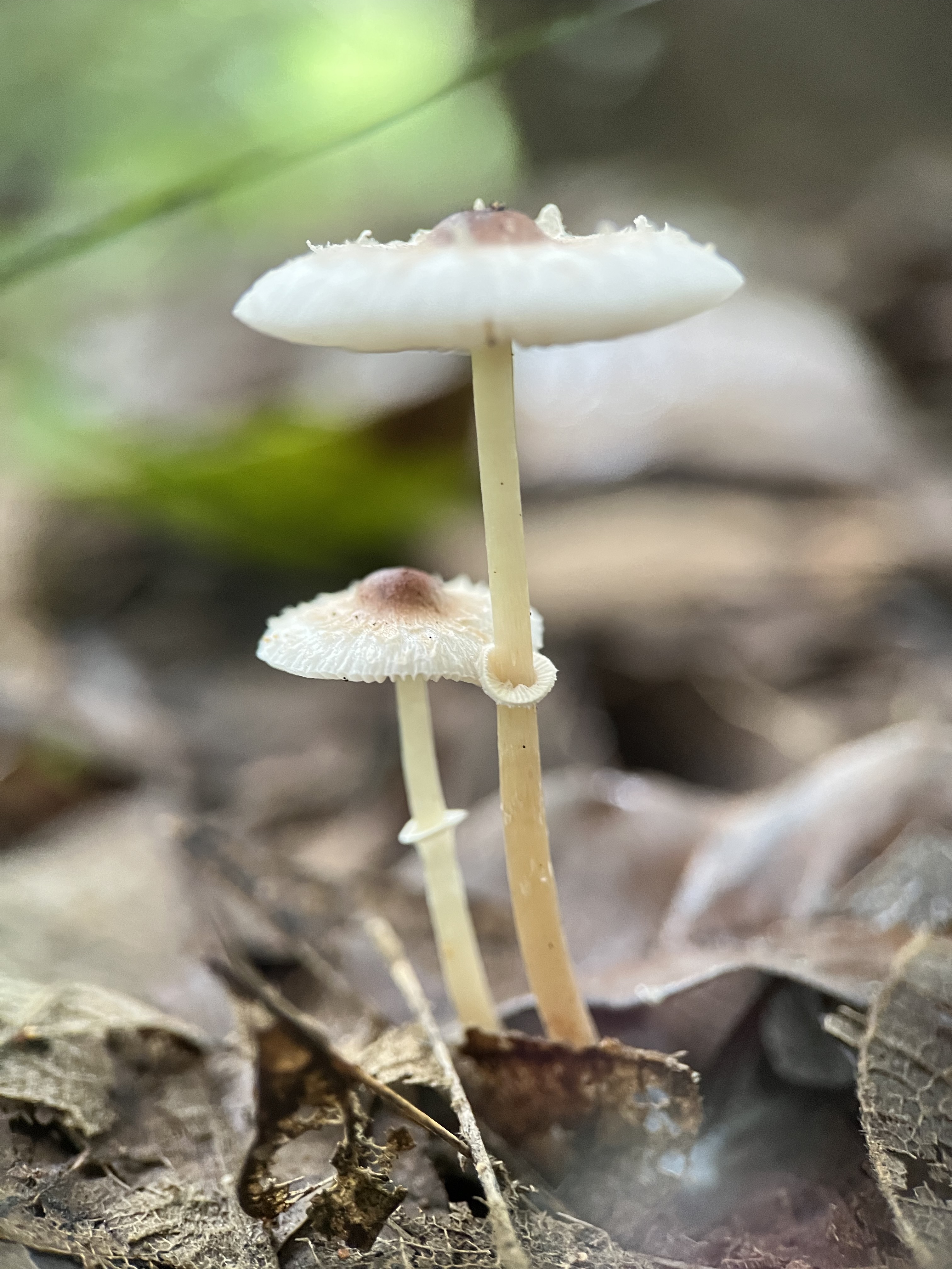 蓝紫白环蘑
