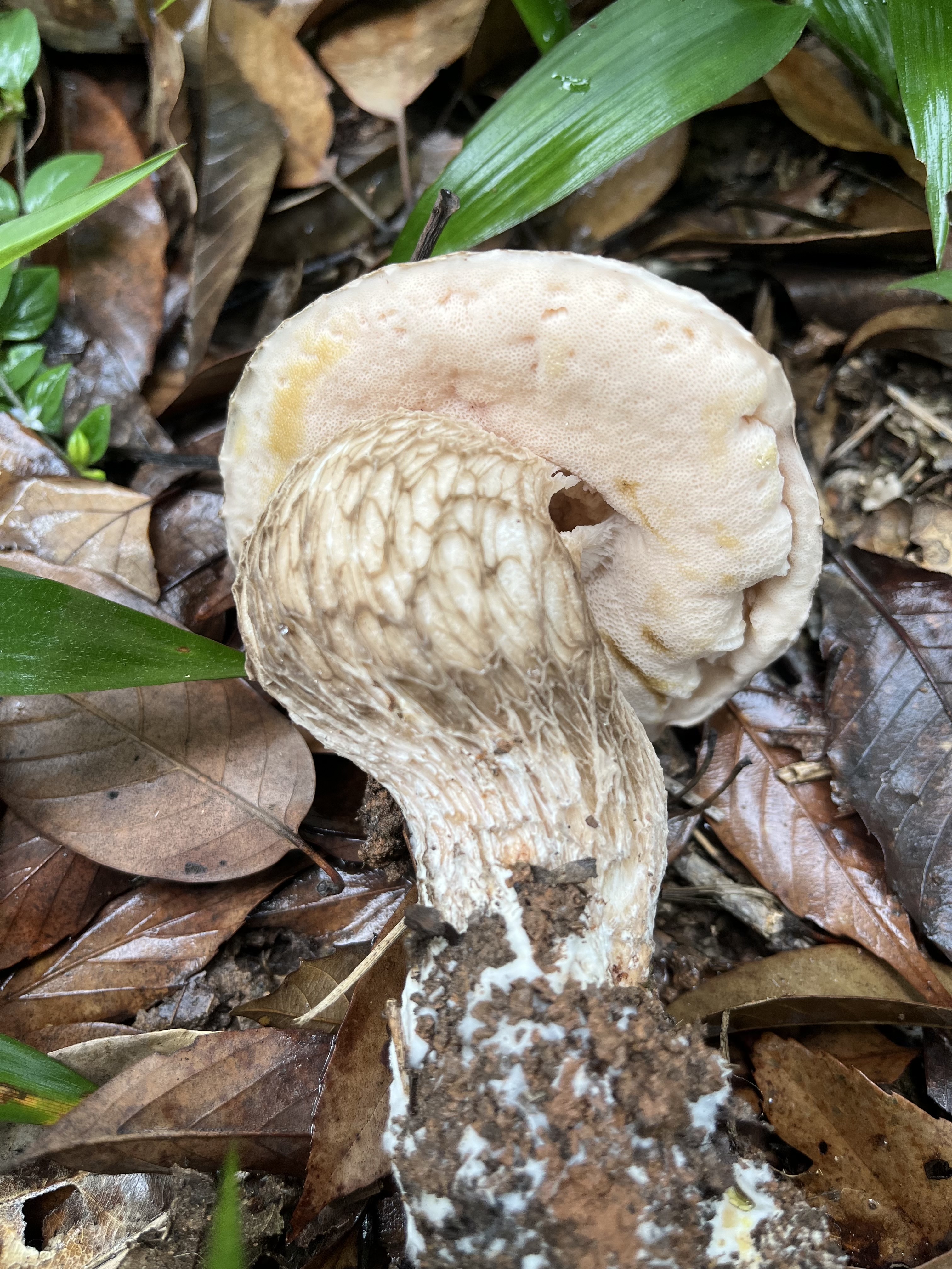 假南方牛肝菌