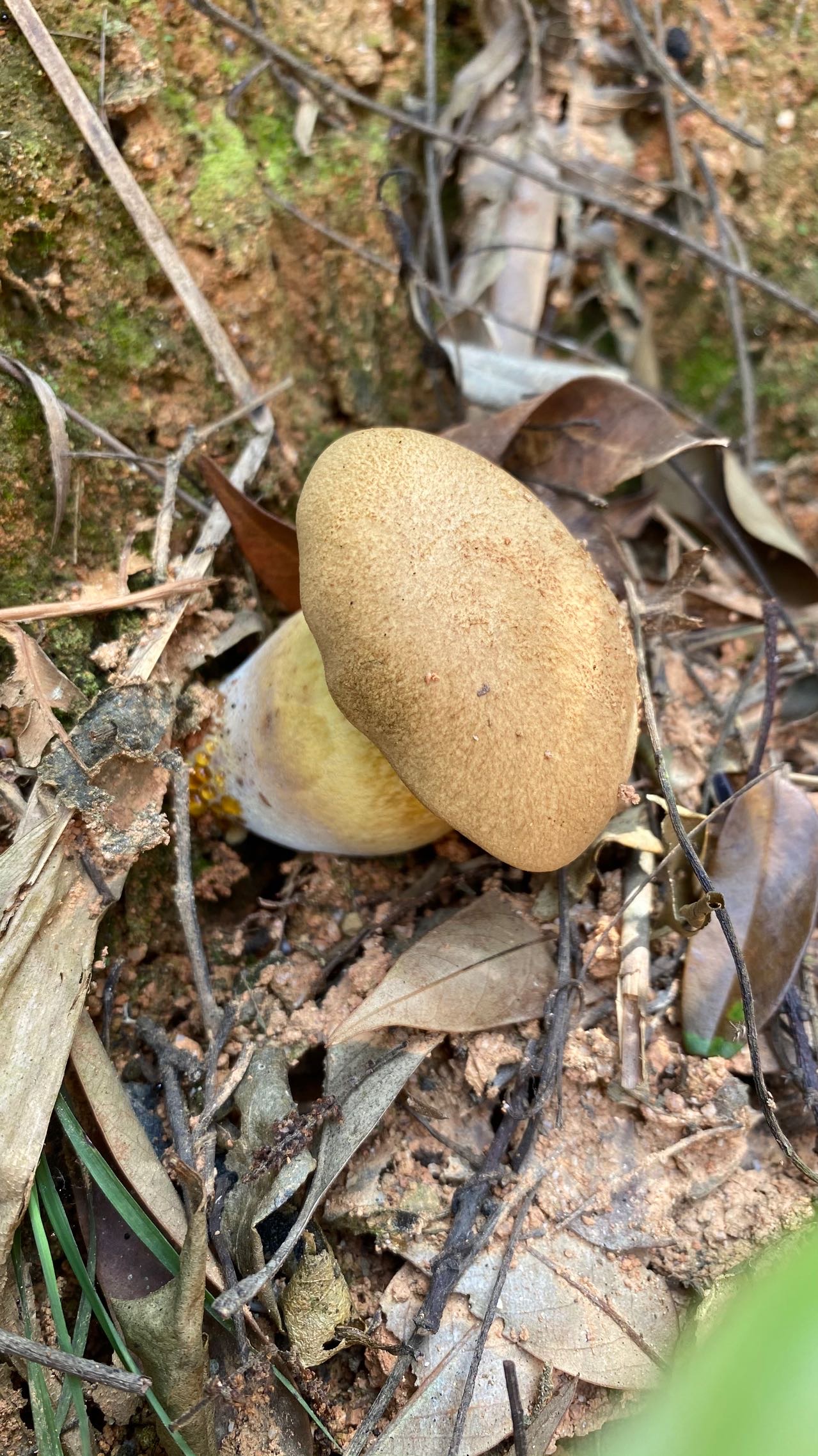 隐纹条孢牛肝菌