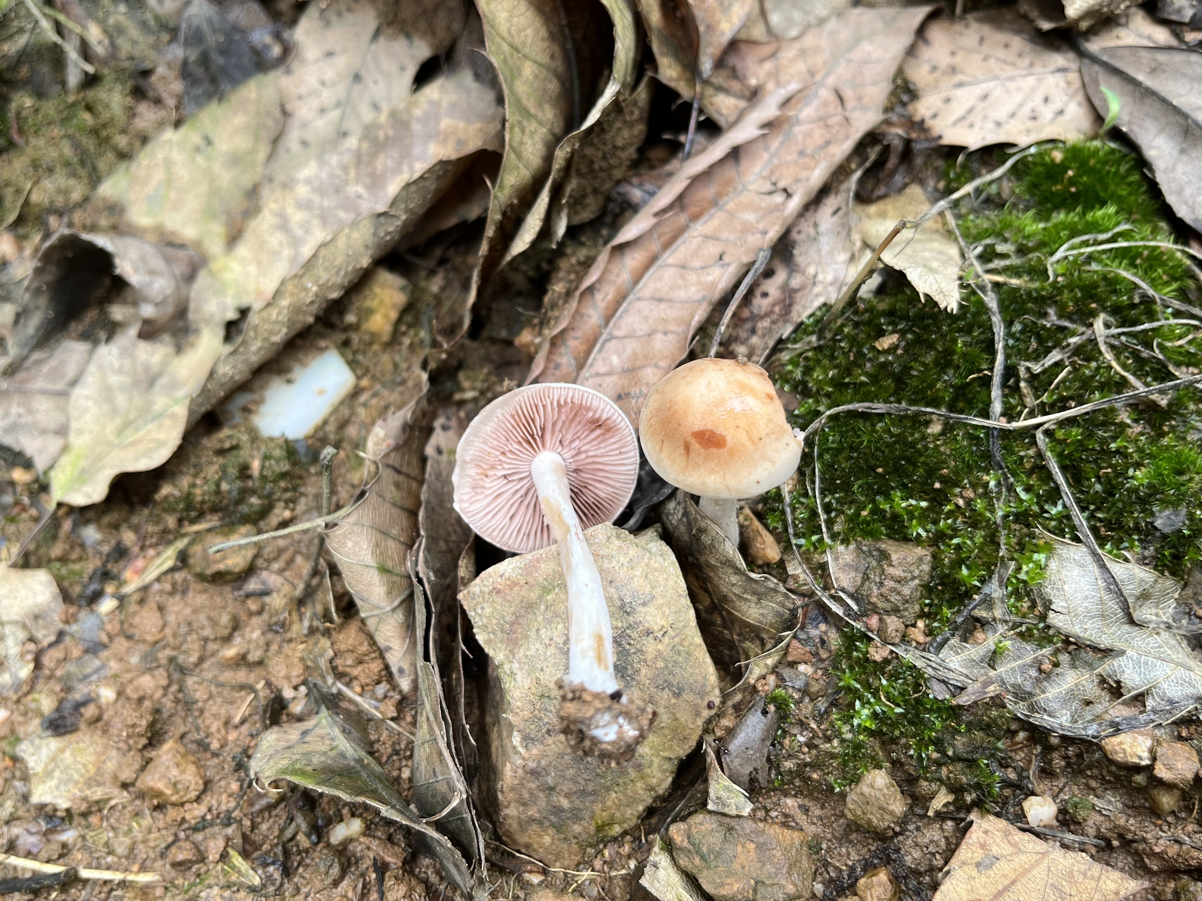 淡紫红粘滑菇