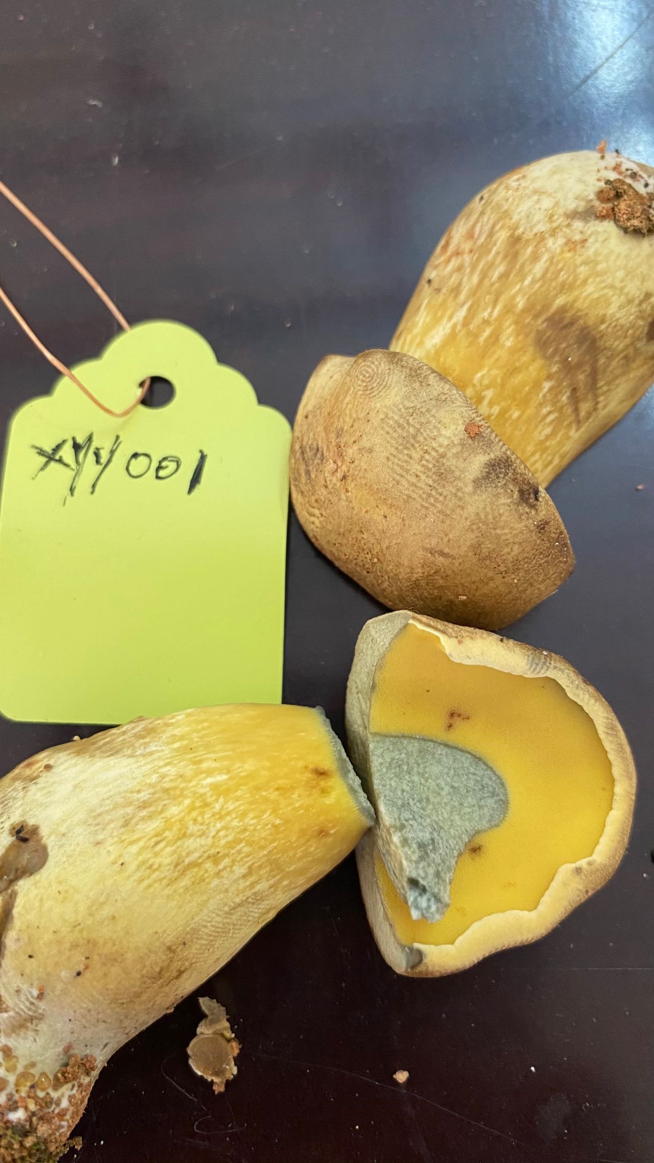 隐纹条孢牛肝菌