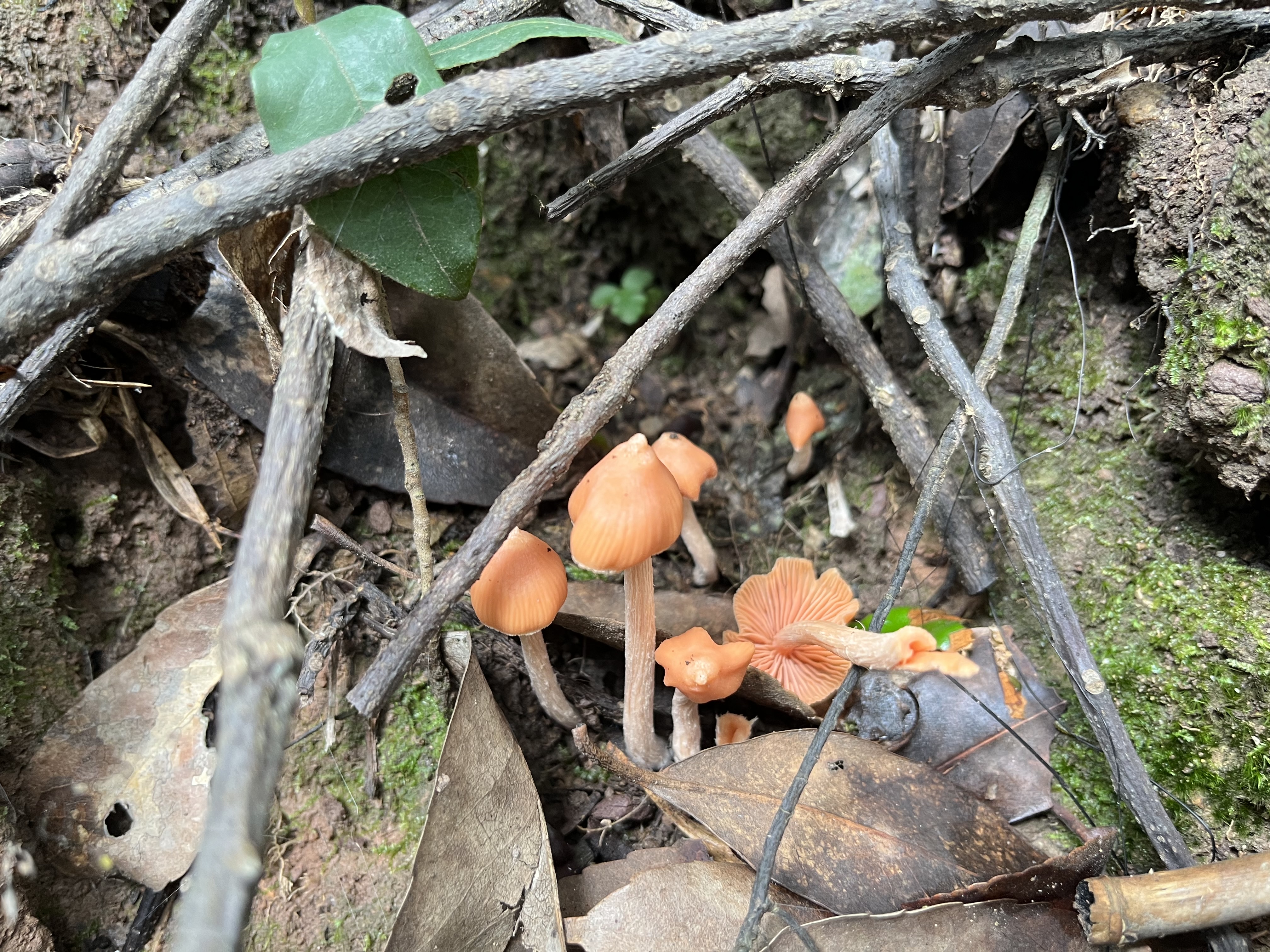 穆雷粉褶蕈