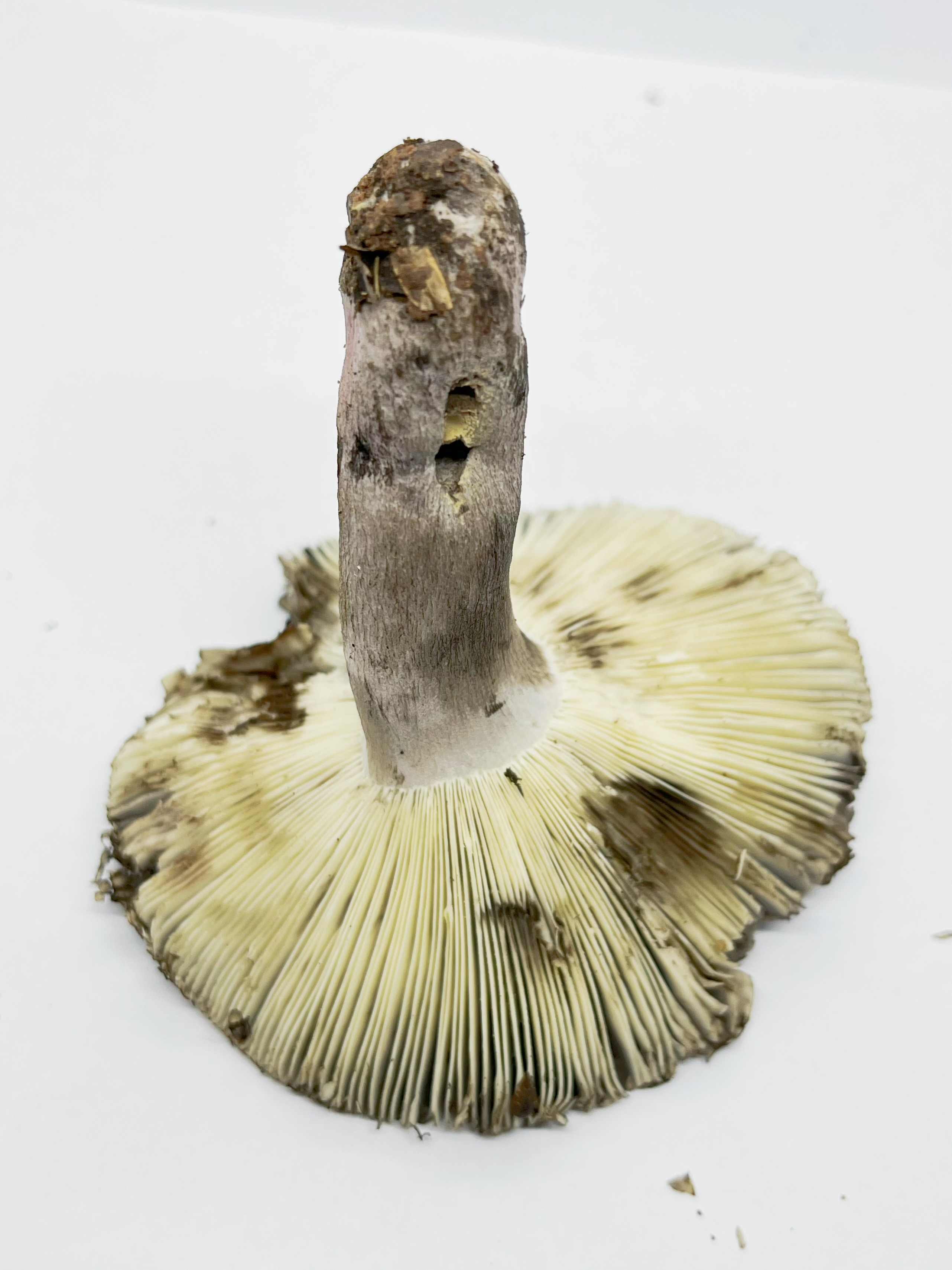 红菇亚属新种