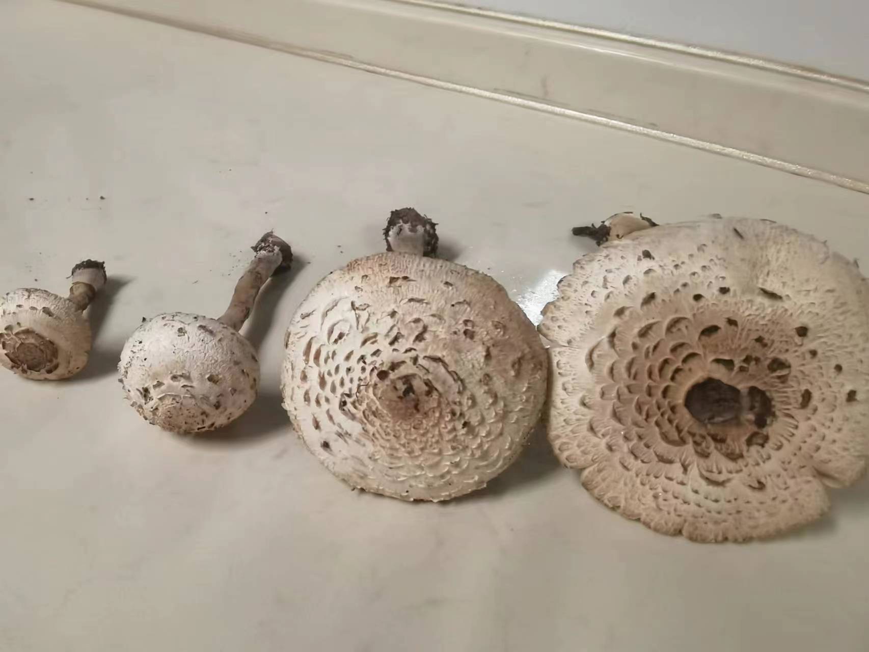 青褶伞