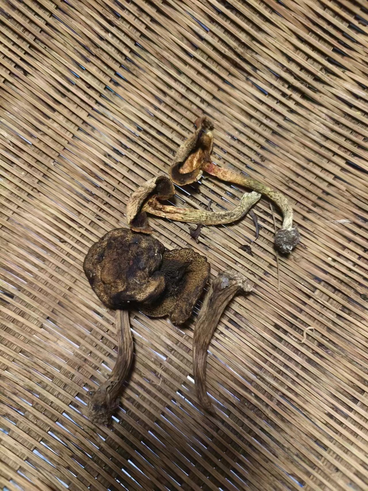 花斑牛肝菌