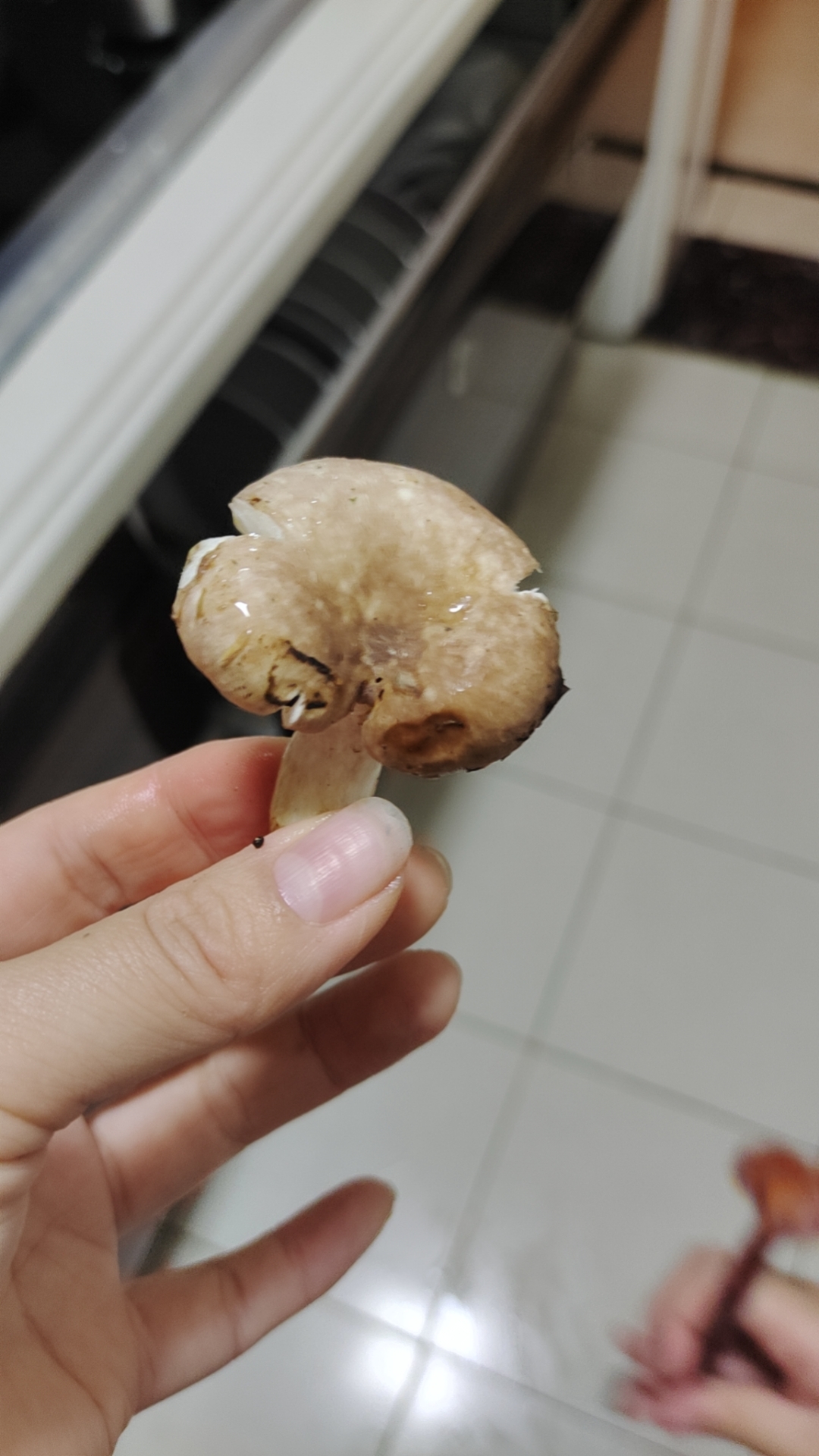 灰柄红菇近似种