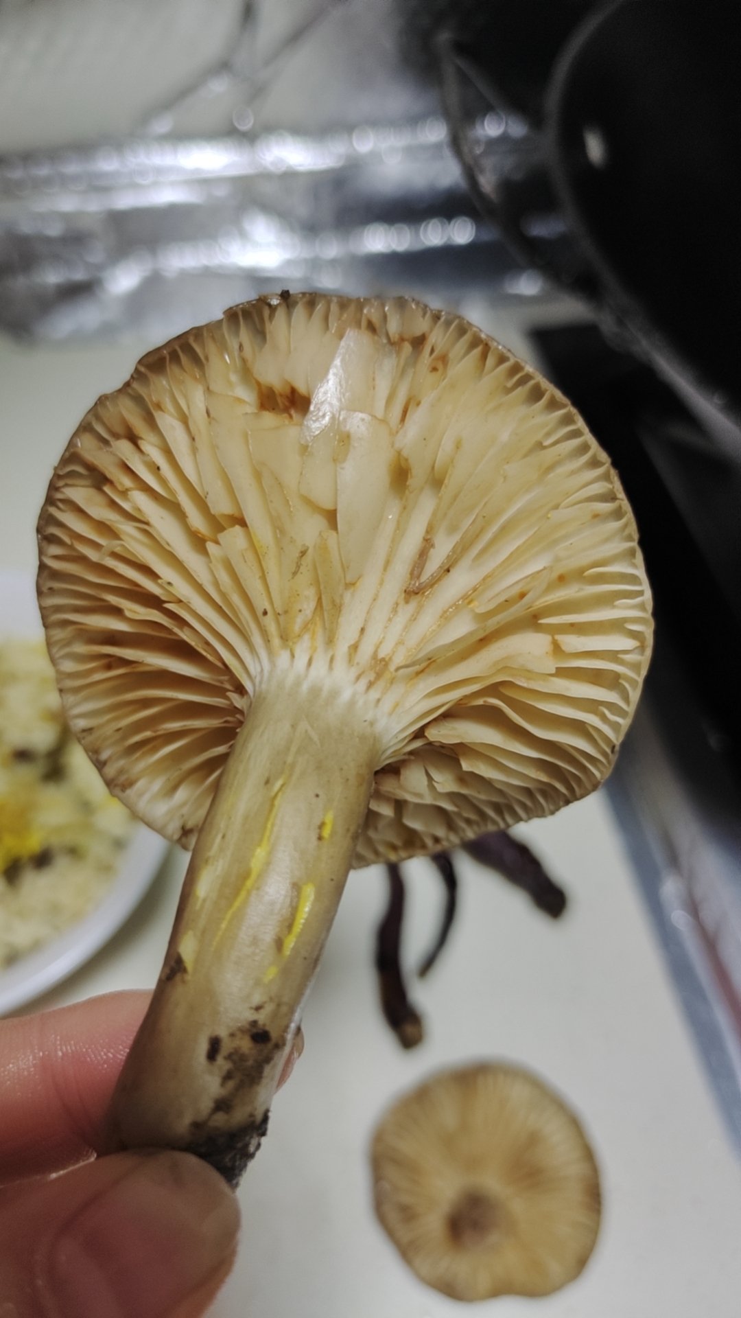 黄美乳菇