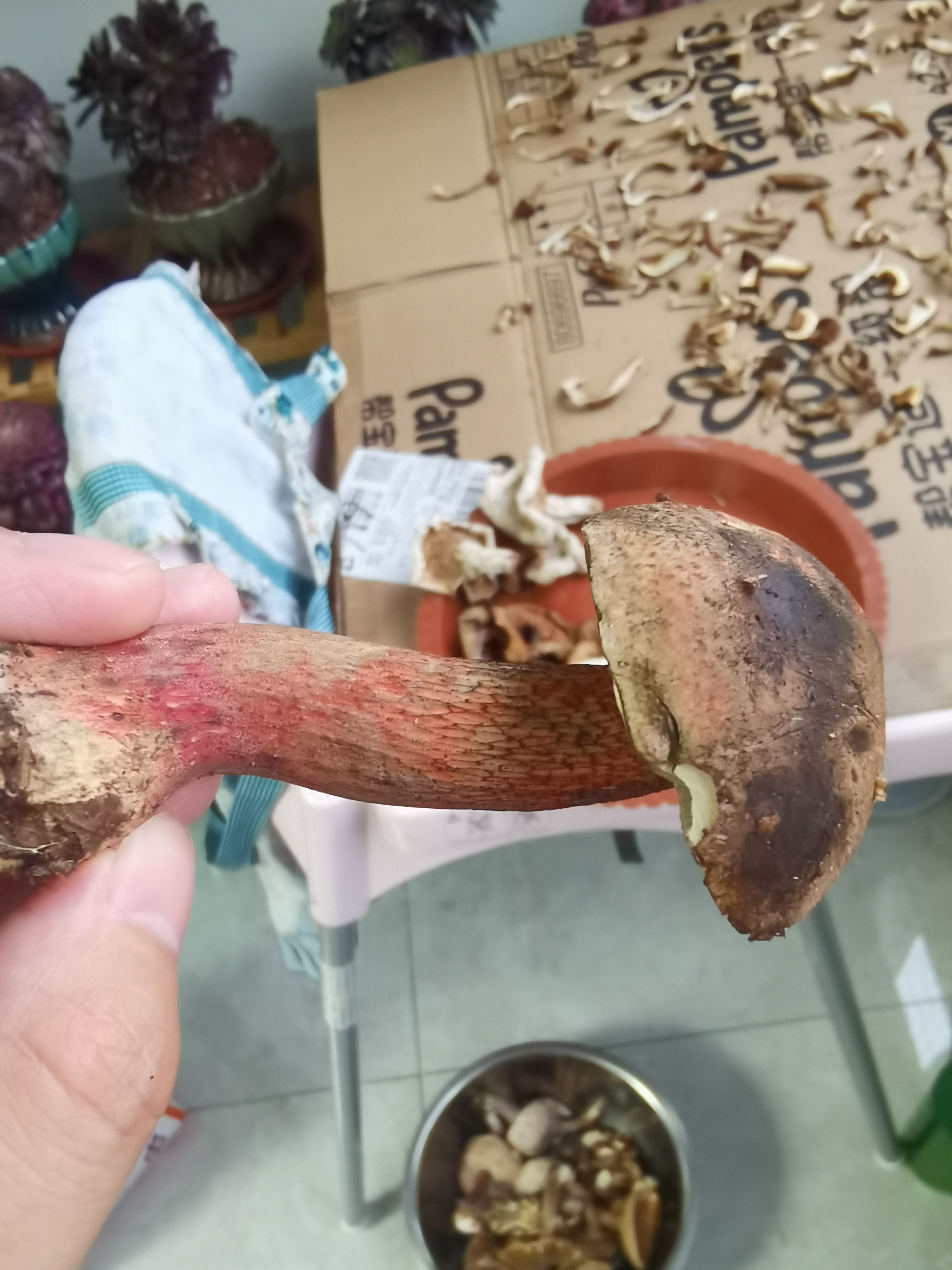 蛇皮红孔牛肝菌