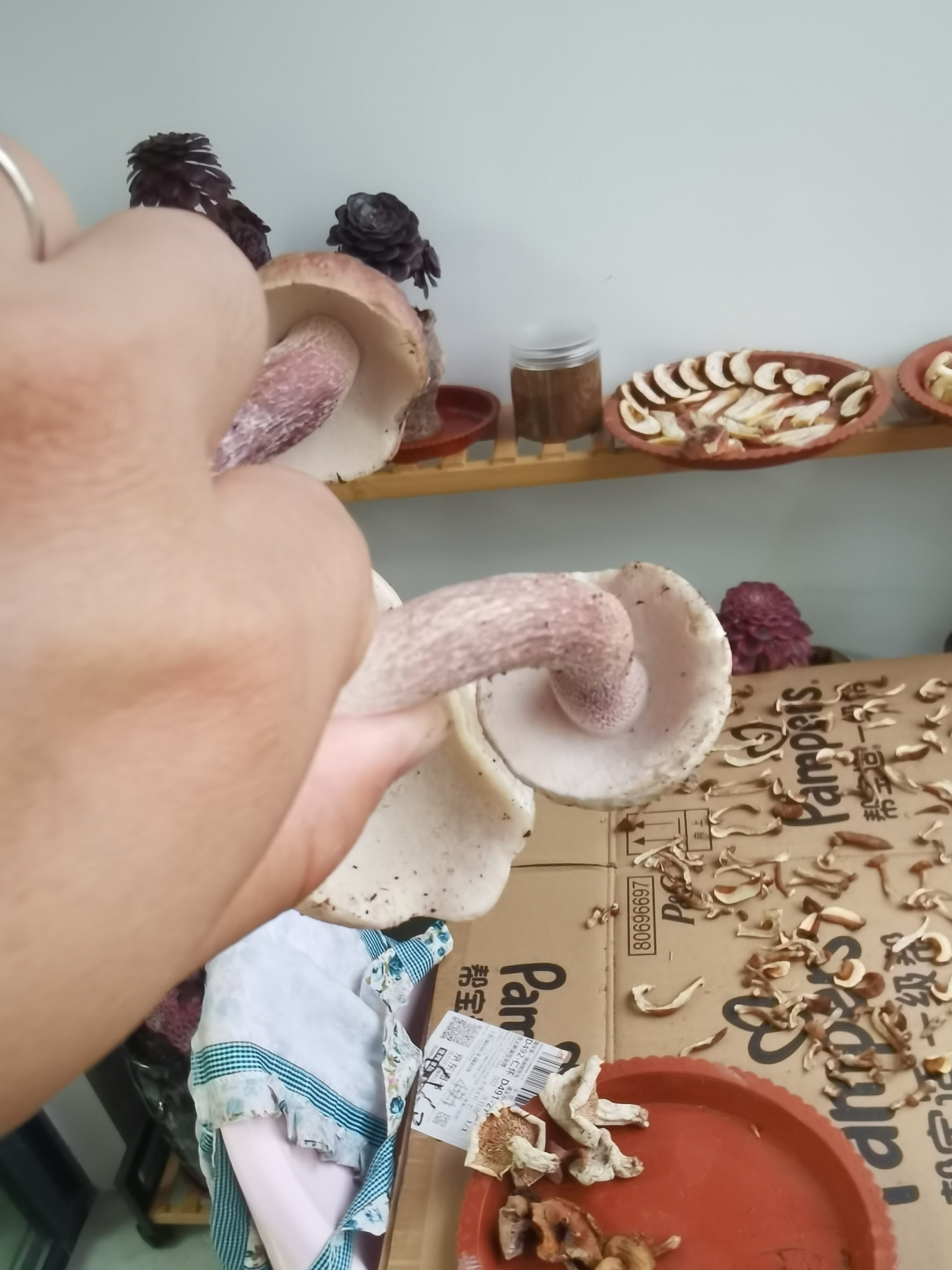 栗紫牛肝菌