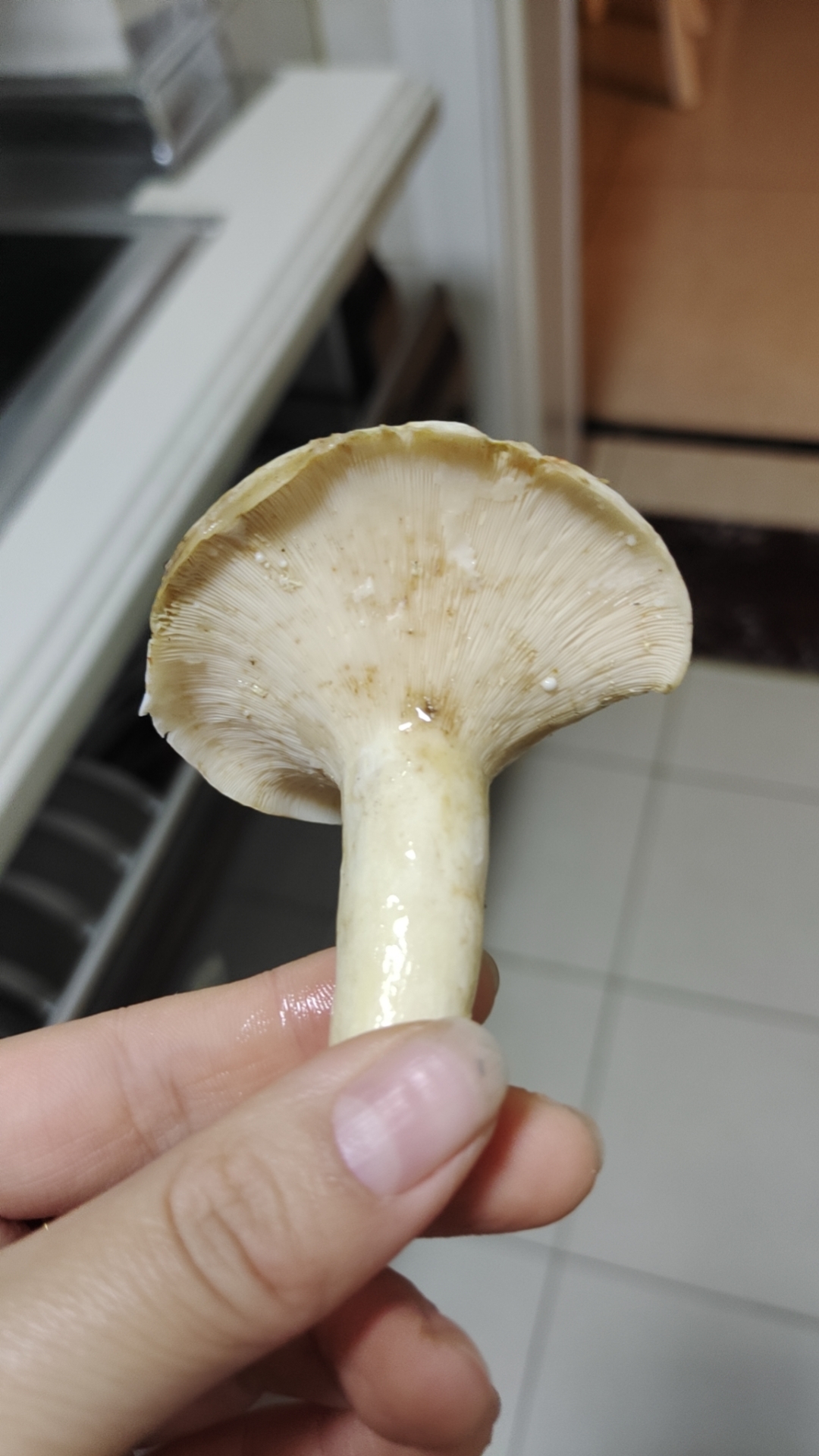 康氏多汁乳菇