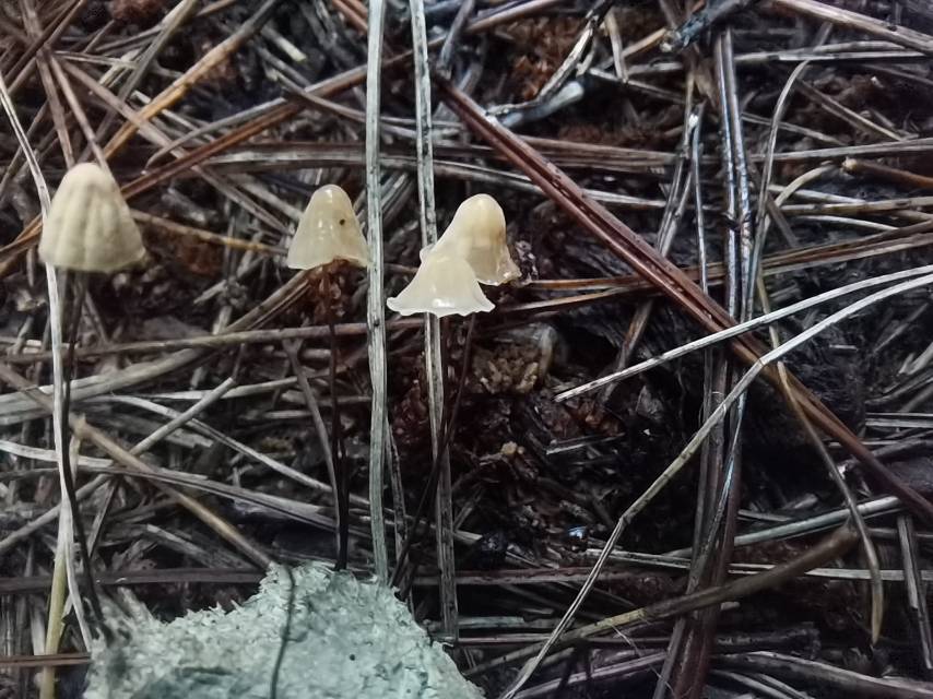 奶油色小皮伞