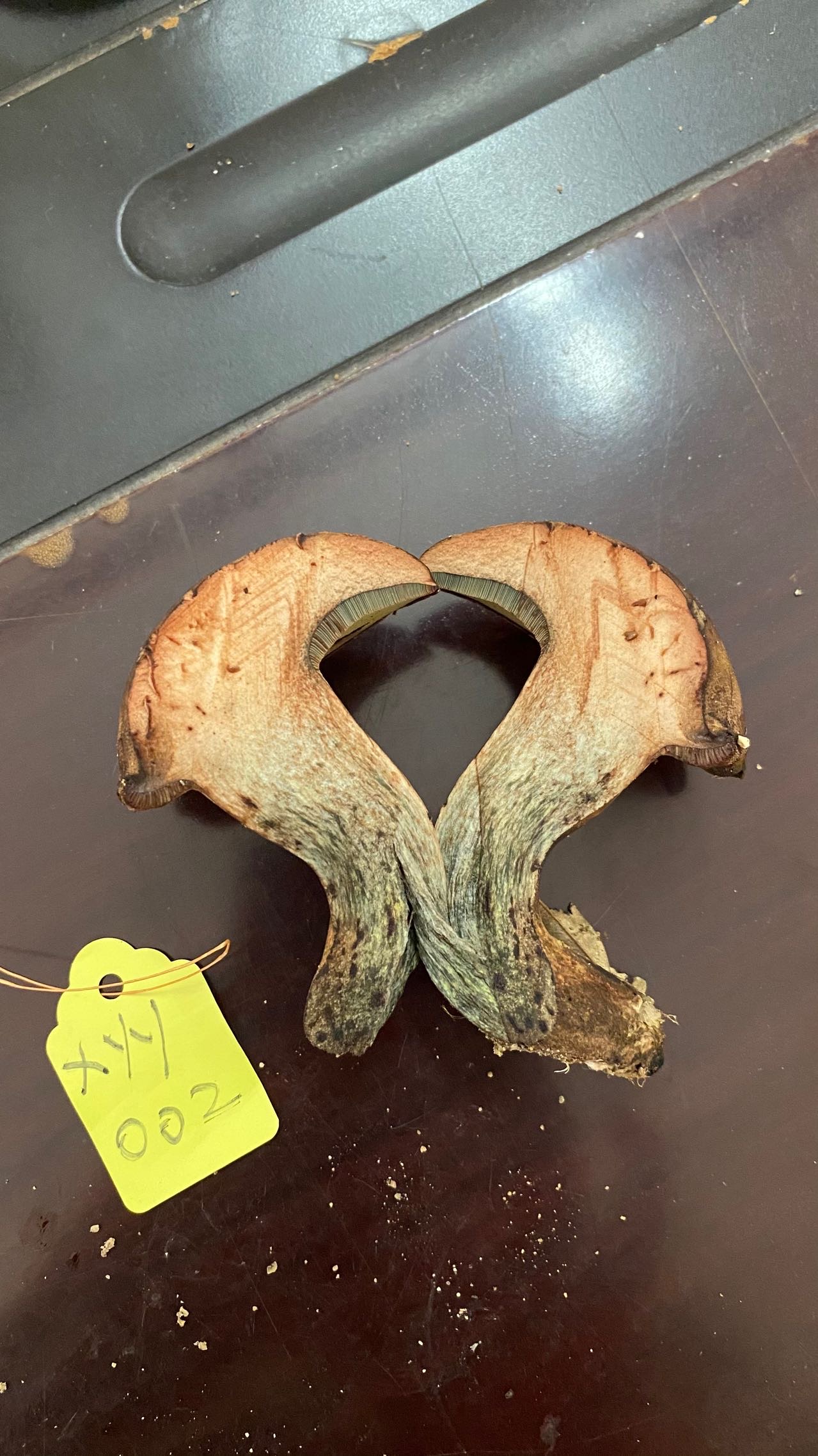 新牛肝菌属