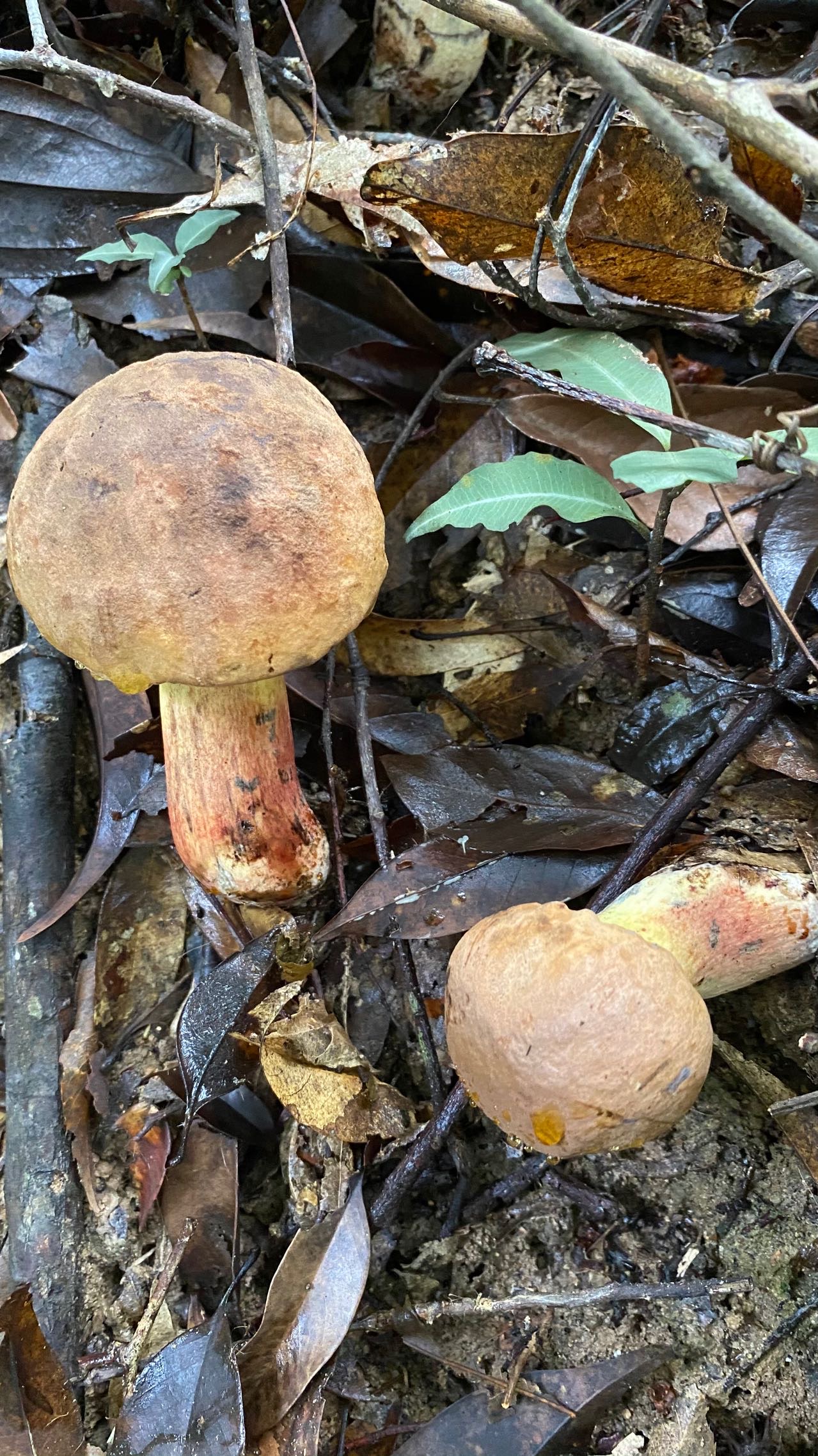 新牛肝菌属