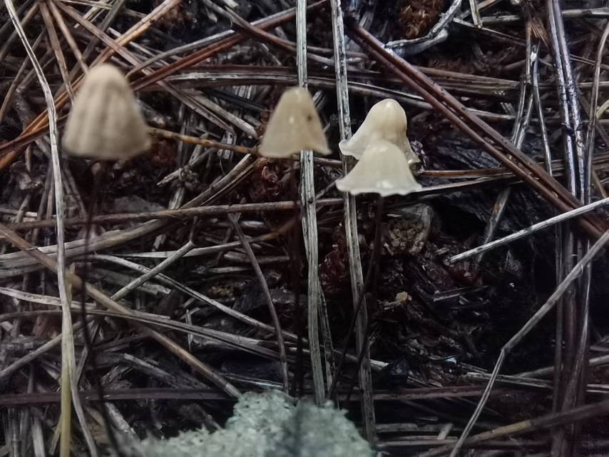 奶油色小皮伞