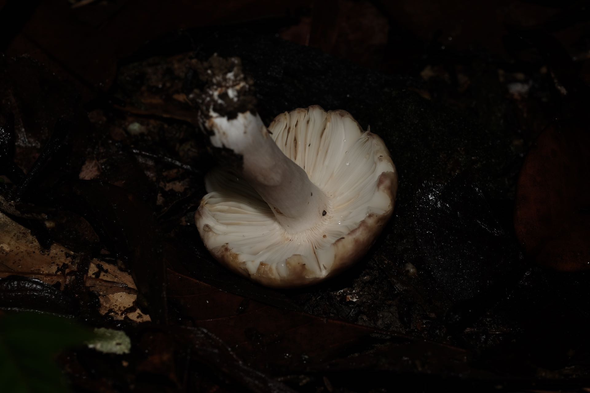 灰柄红菇