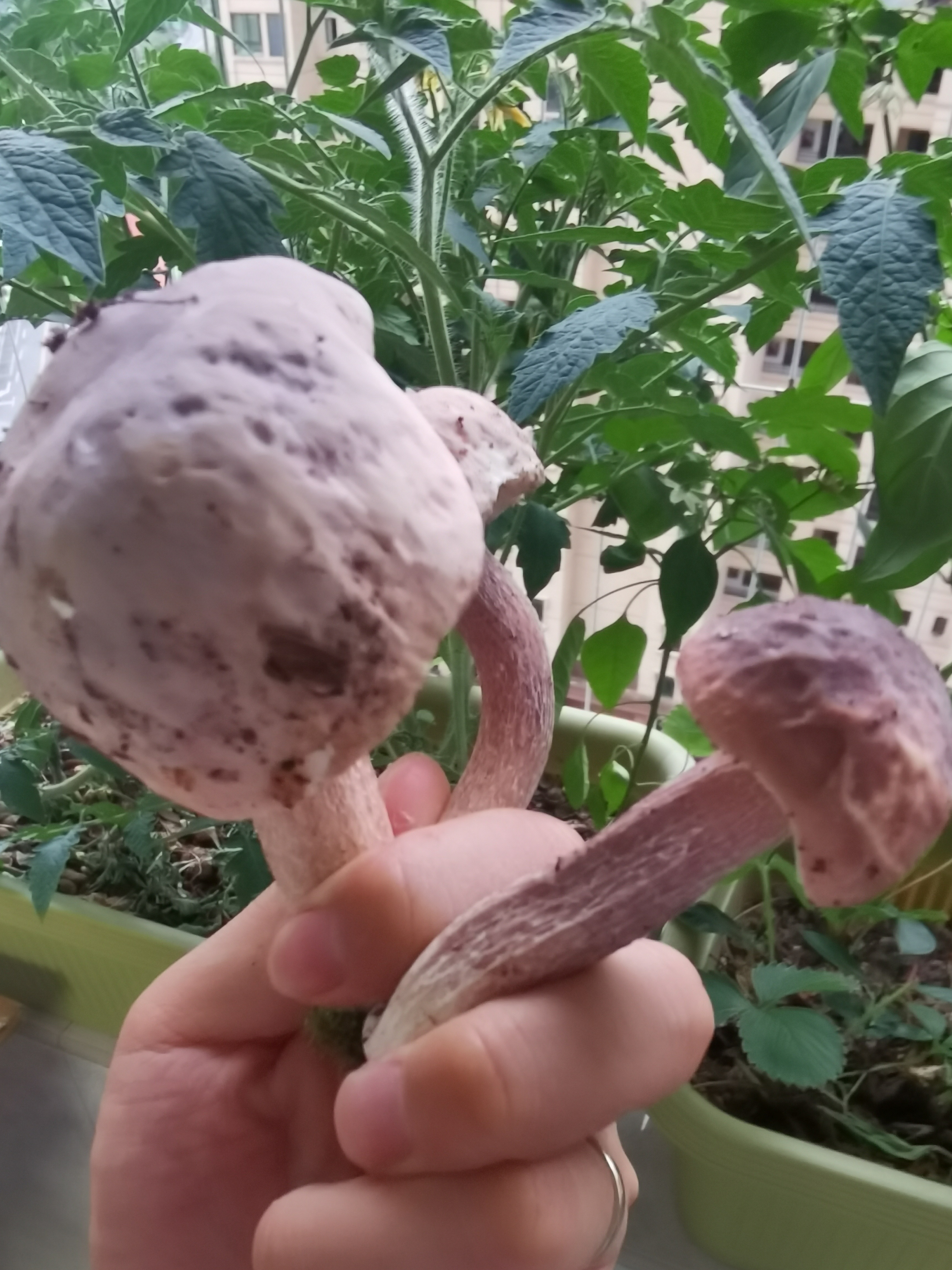 栗紫牛肝菌