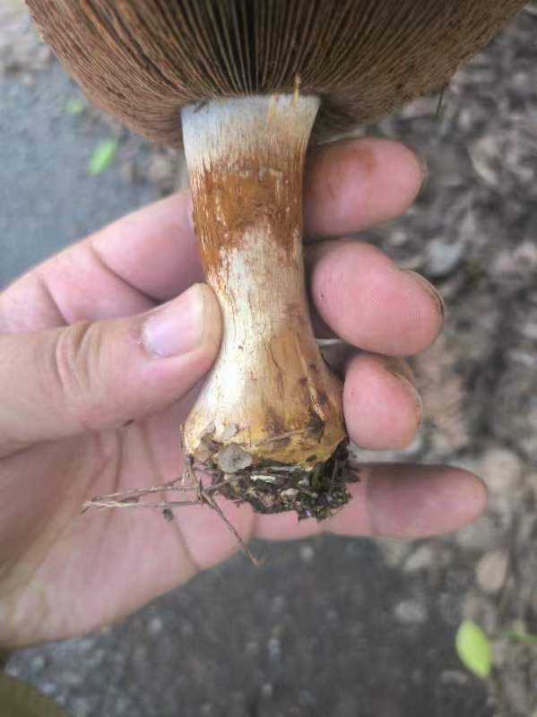 黏盖丝膜菌属