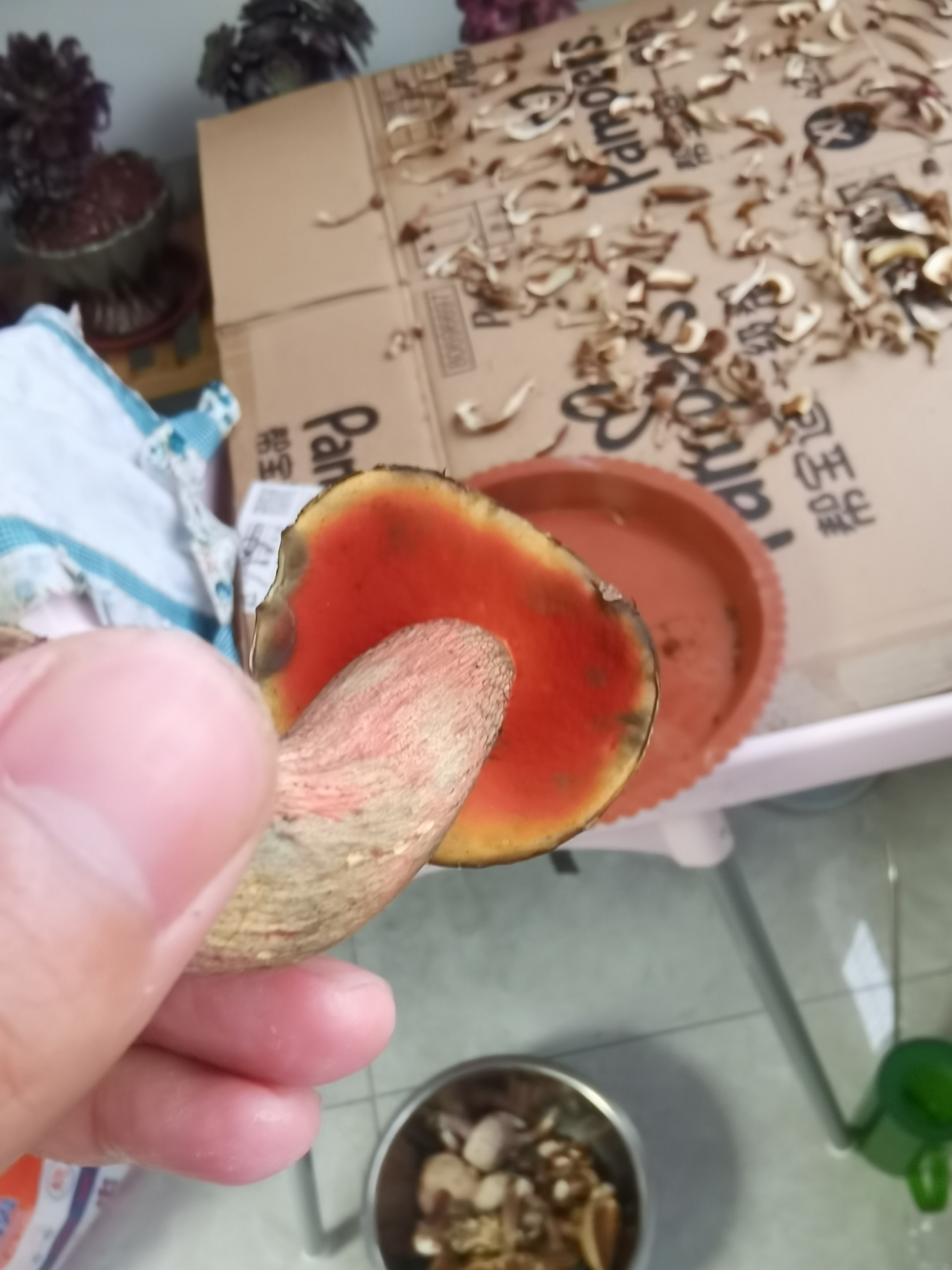 蛇皮红孔牛肝菌