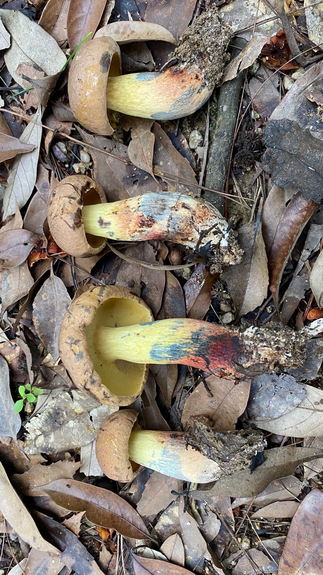 新牛肝菌属