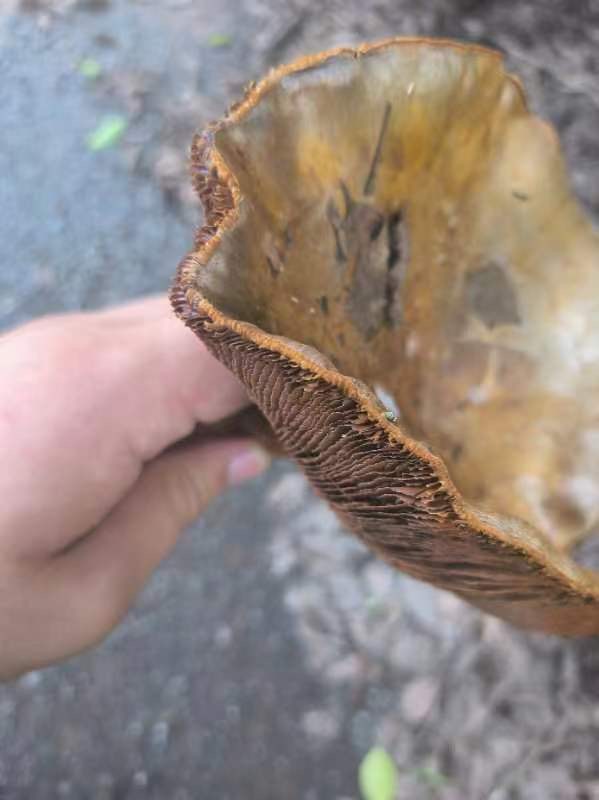 黏盖丝膜菌属