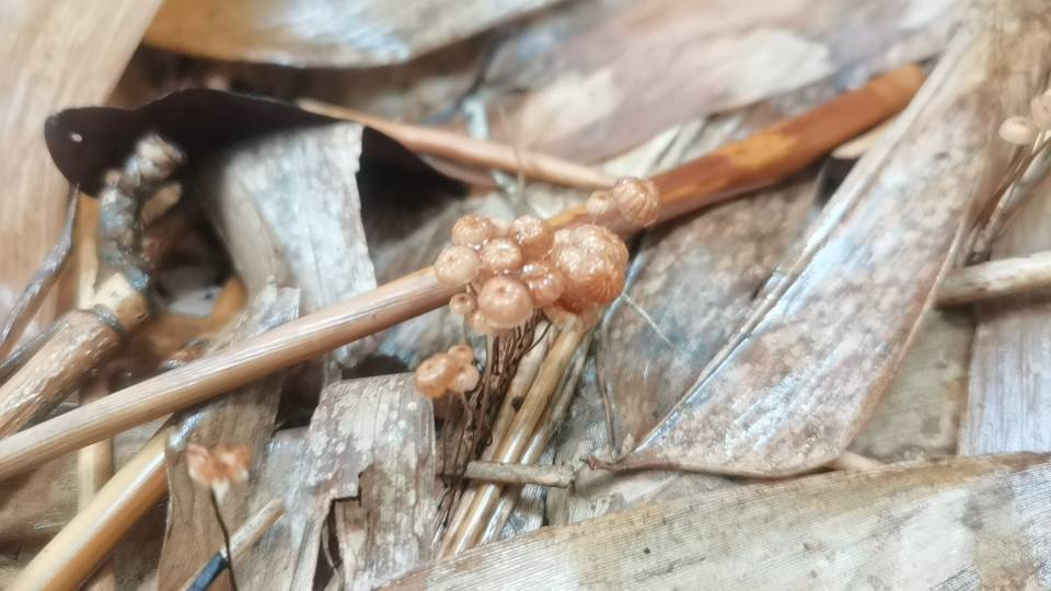 竹生小皮伞