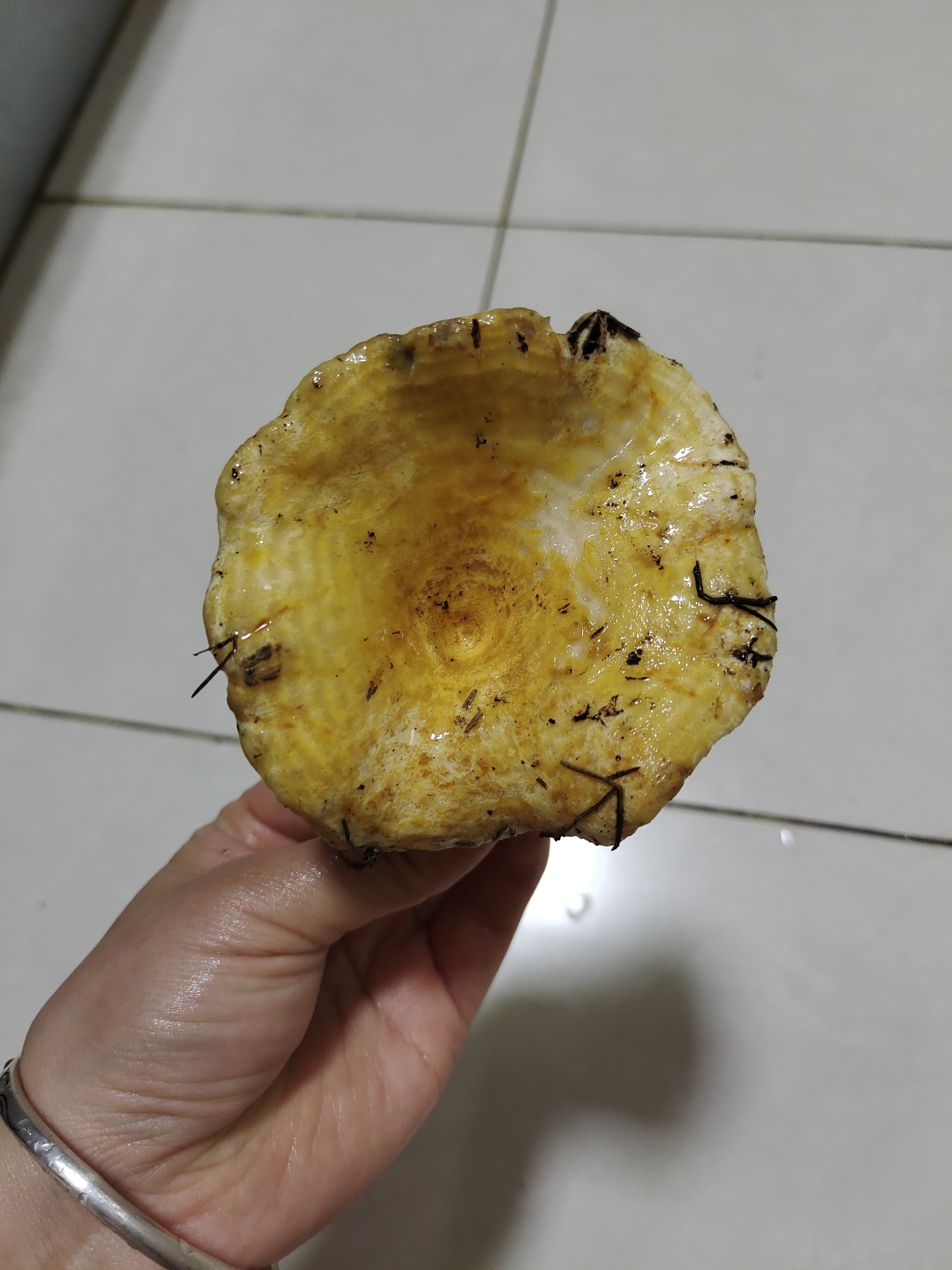 拟多叉叉褶菇