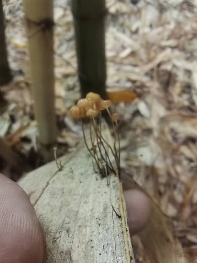 竹生小皮伞