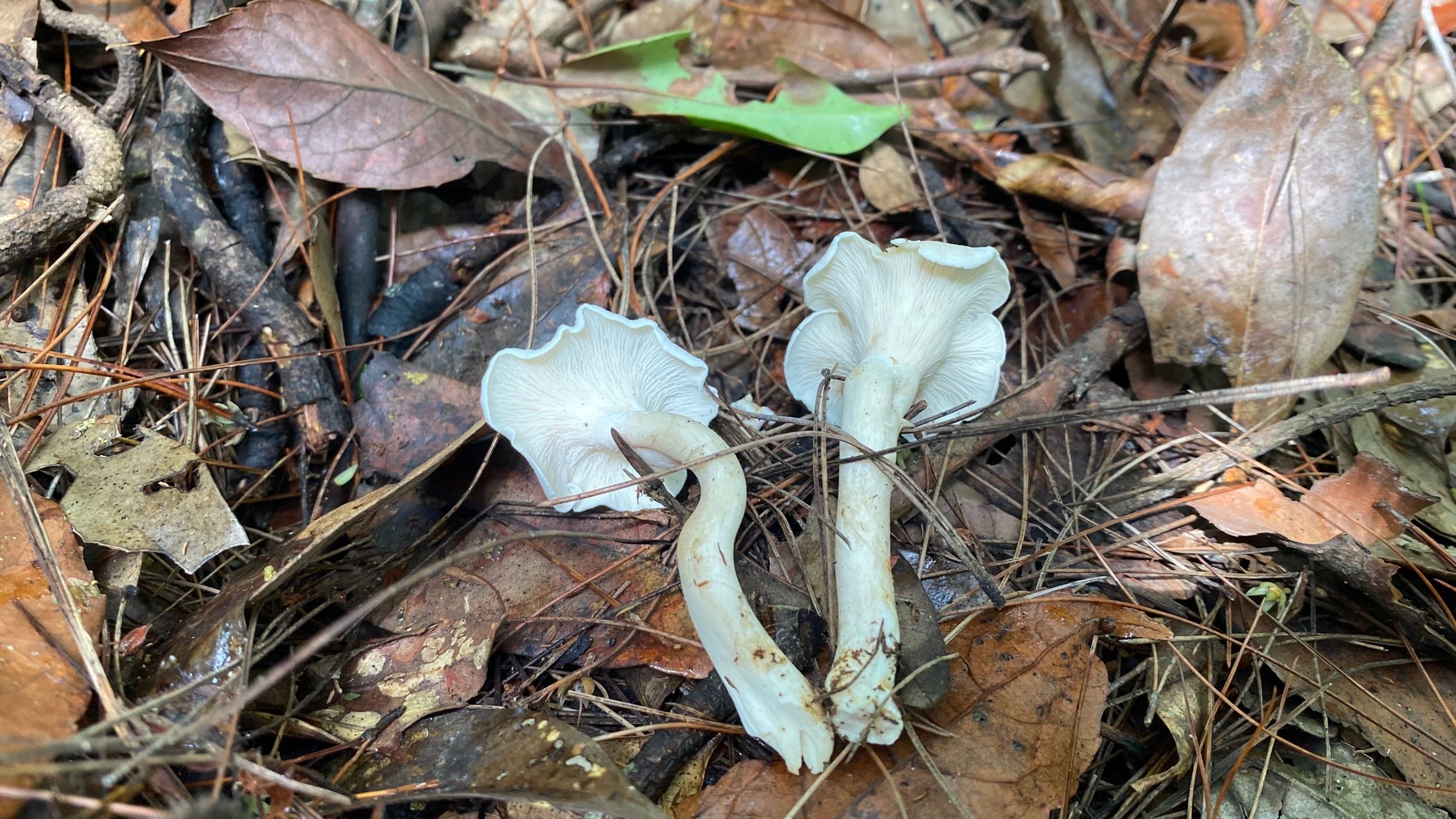 白鸡油菌