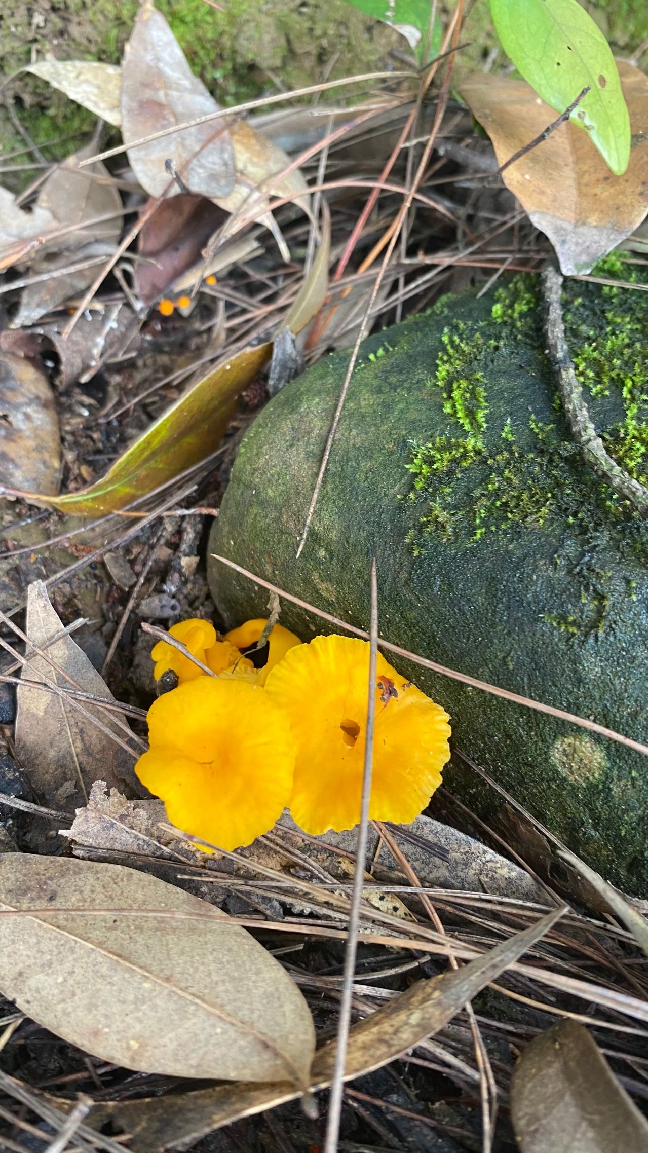小鸡油菌