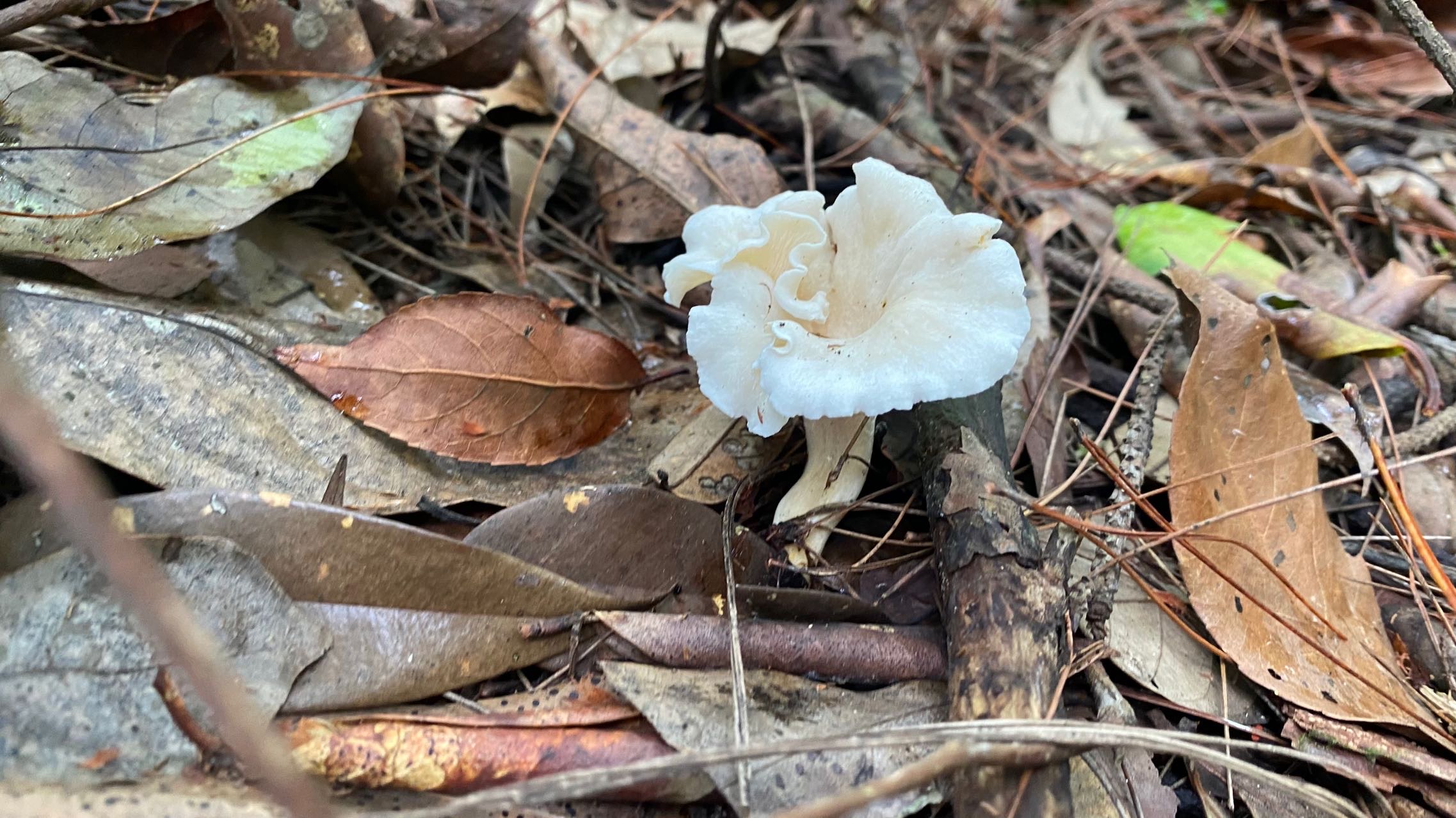 白鸡油菌