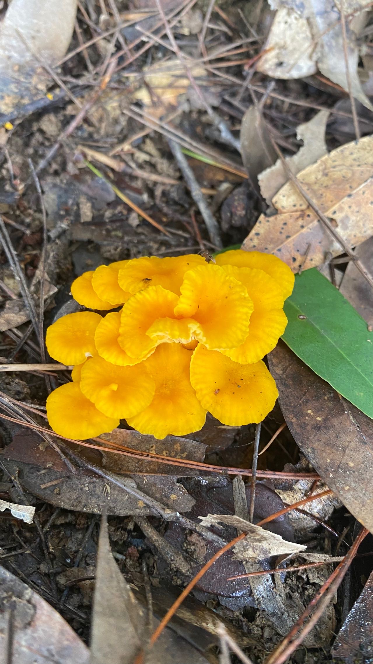小鸡油菌