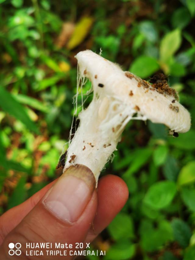 寄生的菌丝为山东粉褶蕈