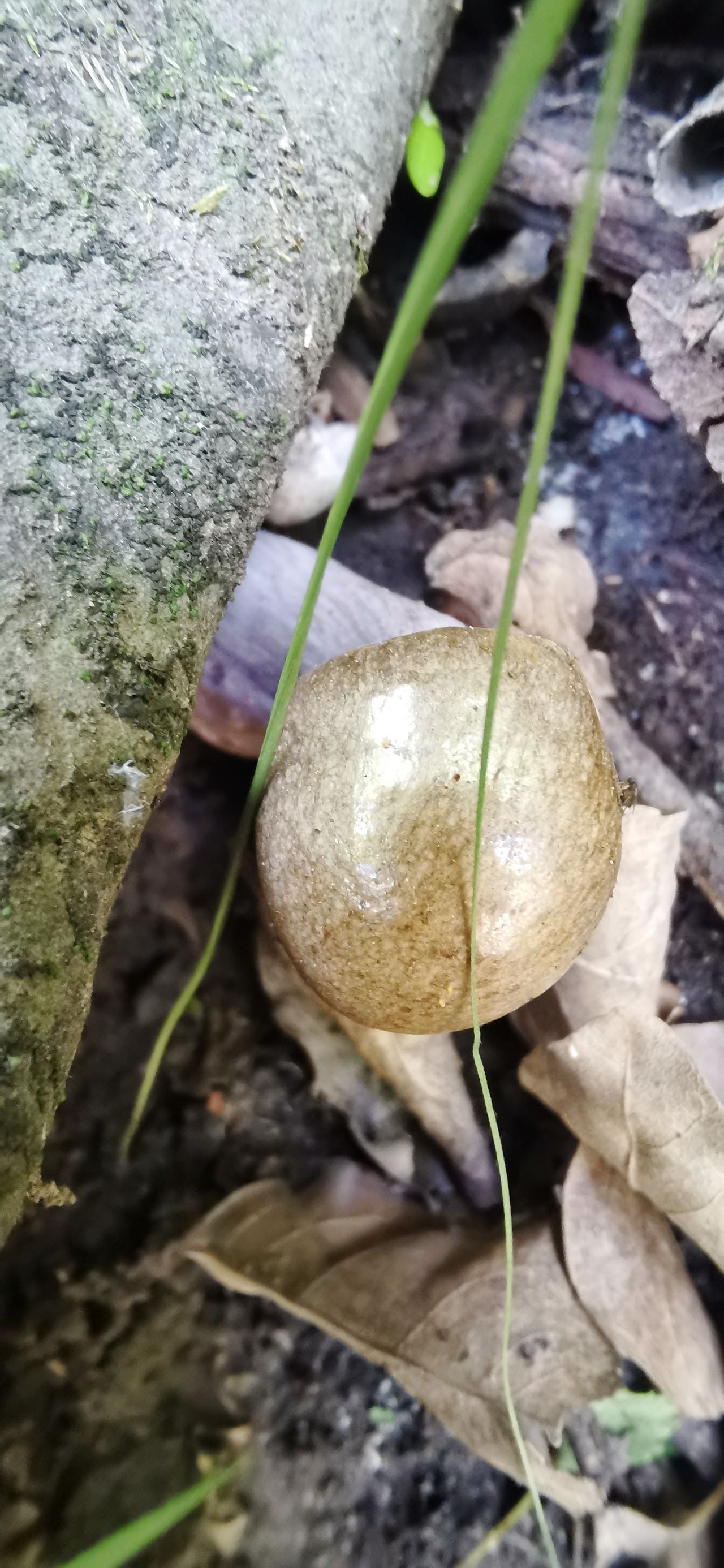 黄褐丝膜菌