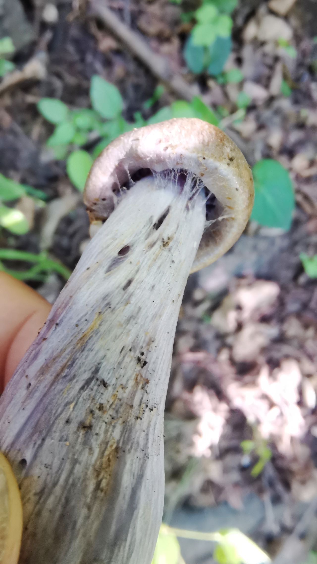黄褐丝膜菌
