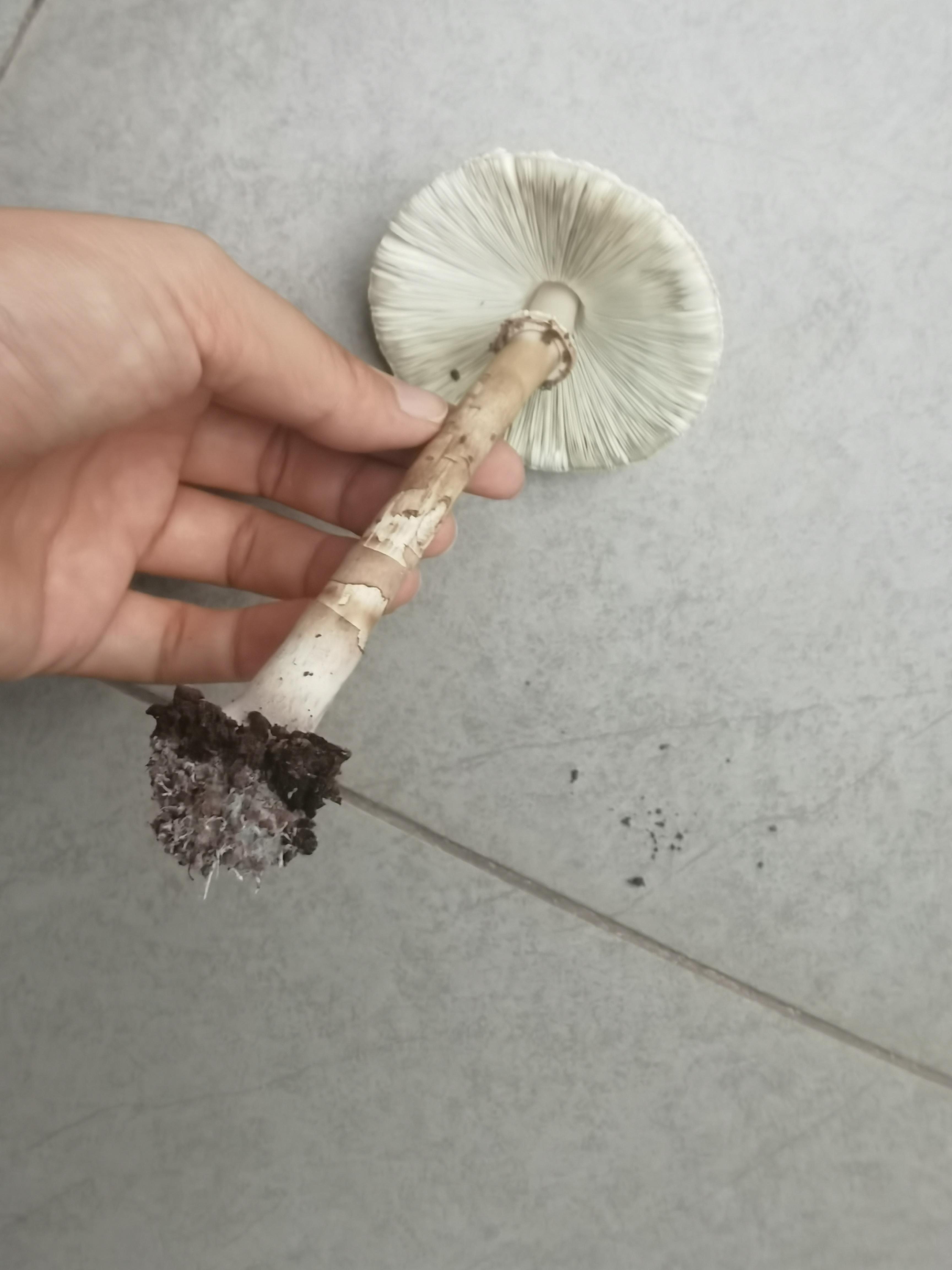 青褶伞