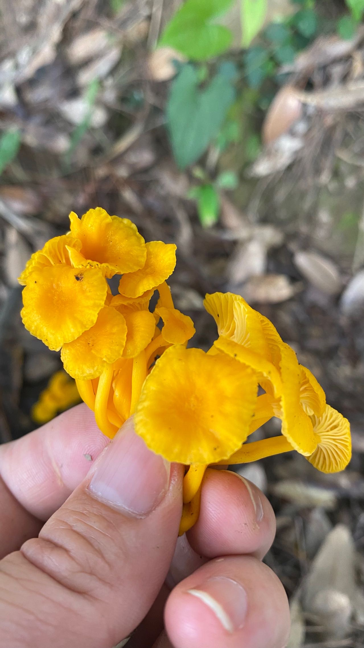 小鸡油菌