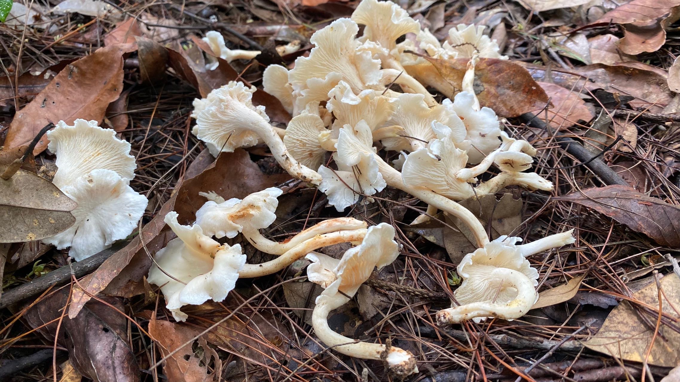 白鸡油菌