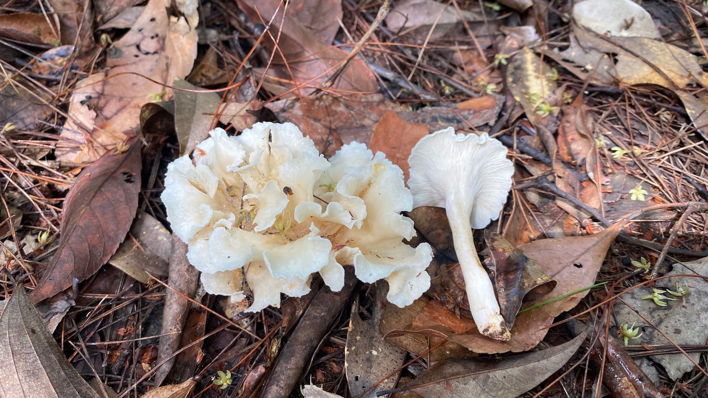 白鸡油菌