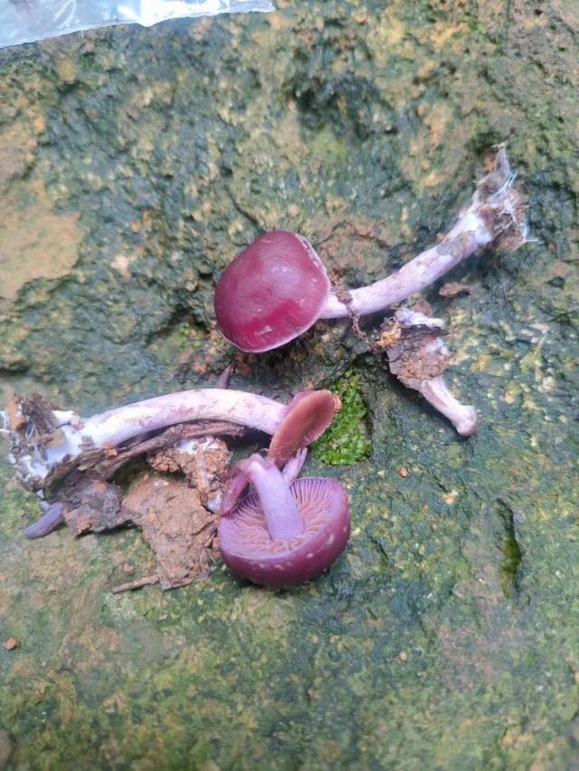 李玉丝膜菌