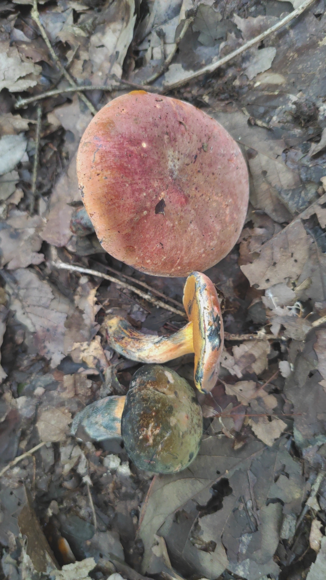 黄孔牛肝菌