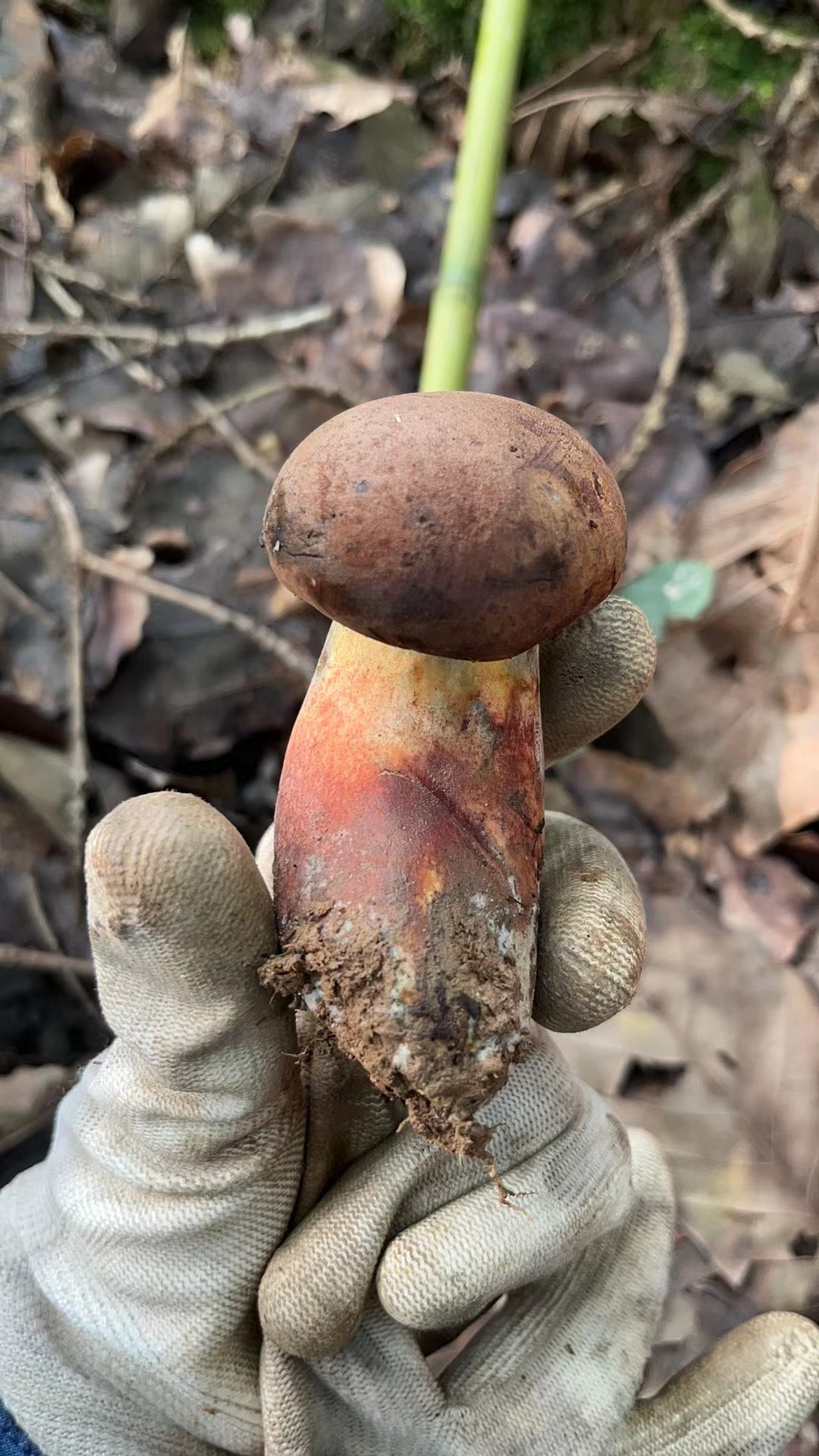 窄孢兰茂牛肝菌