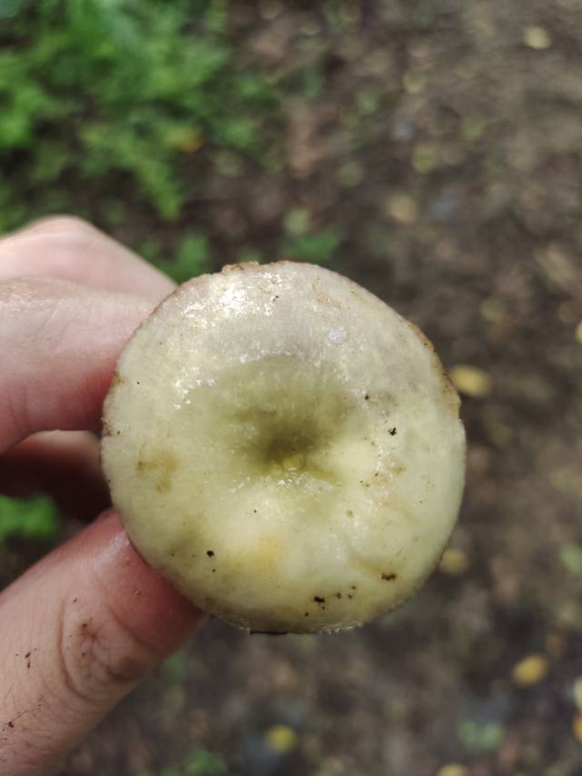 铜绿红菇