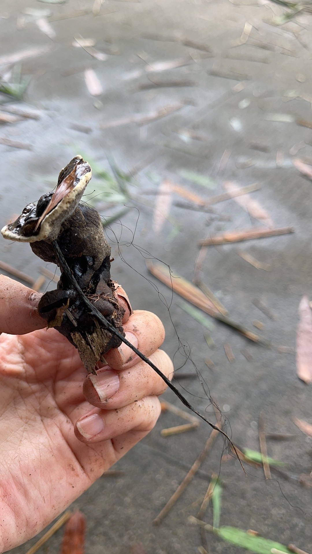 硬皮褐层孔菌