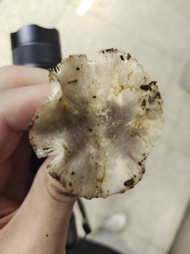 灰红菇近似种