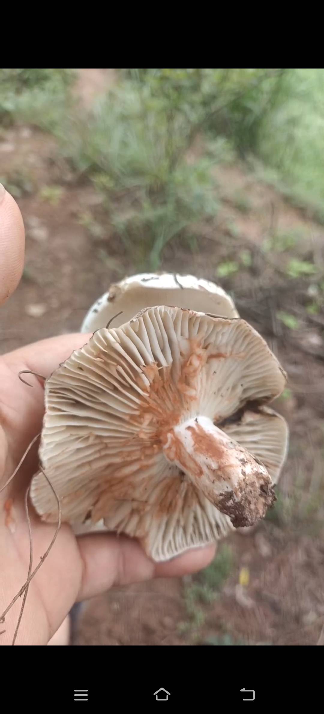 黑红菇