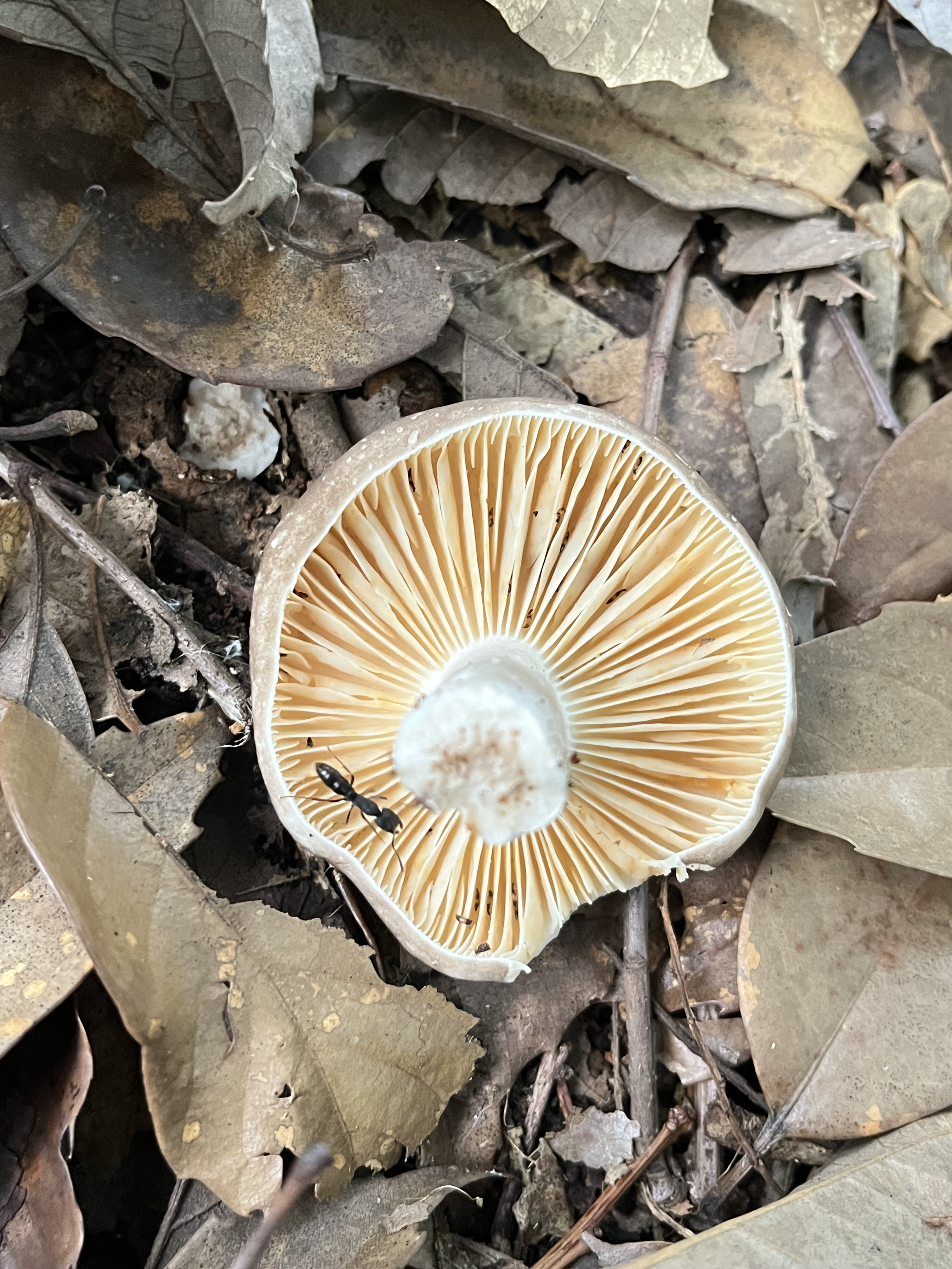 亚稀褶红菇