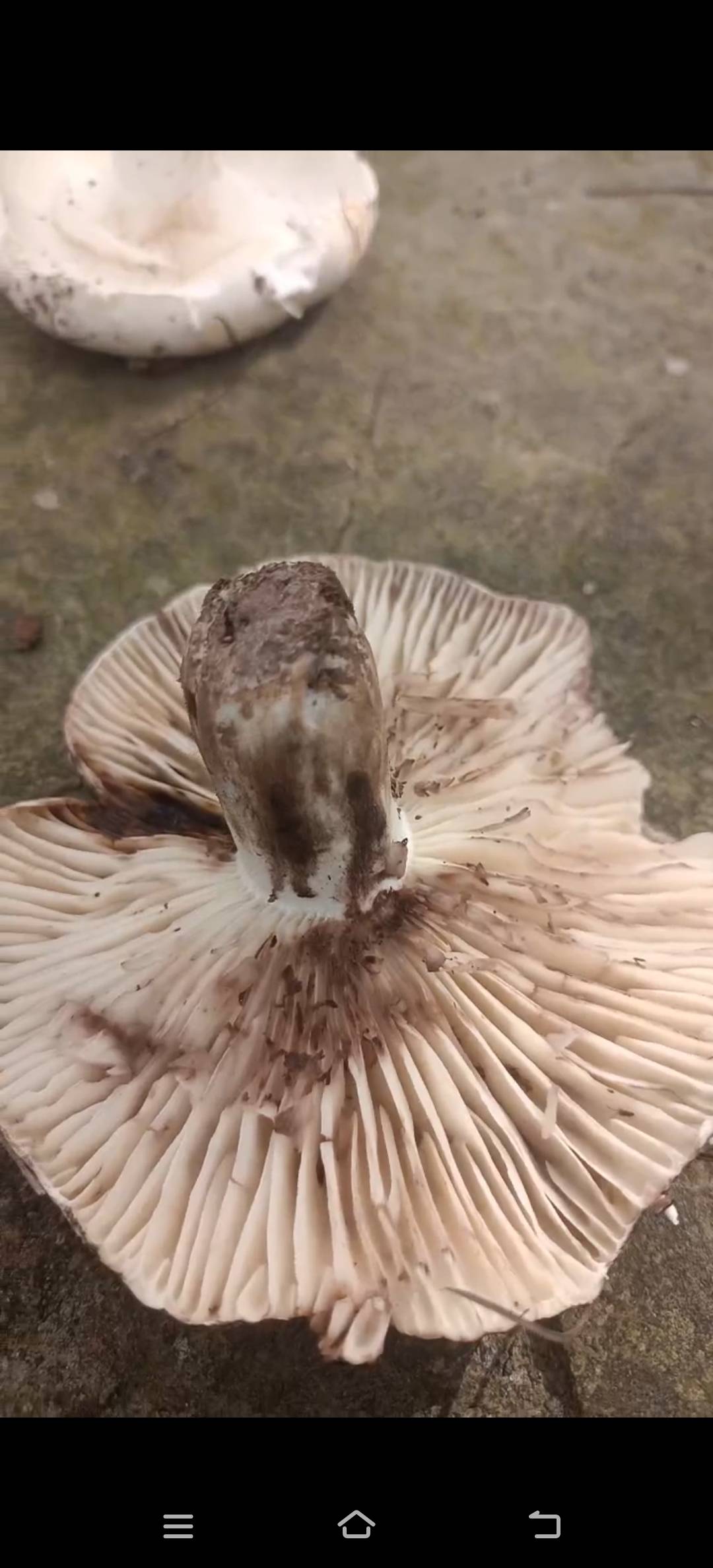 黑红菇