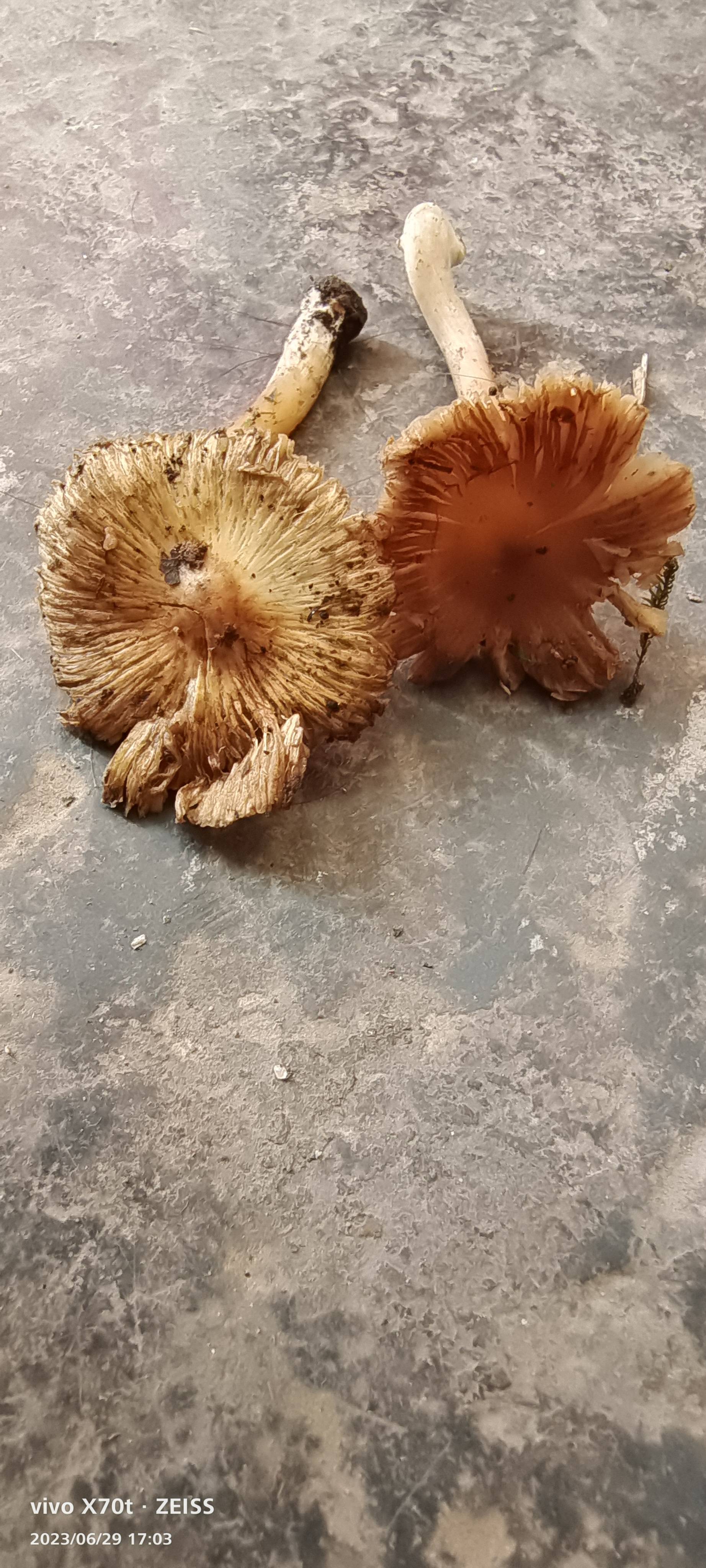 标本照片